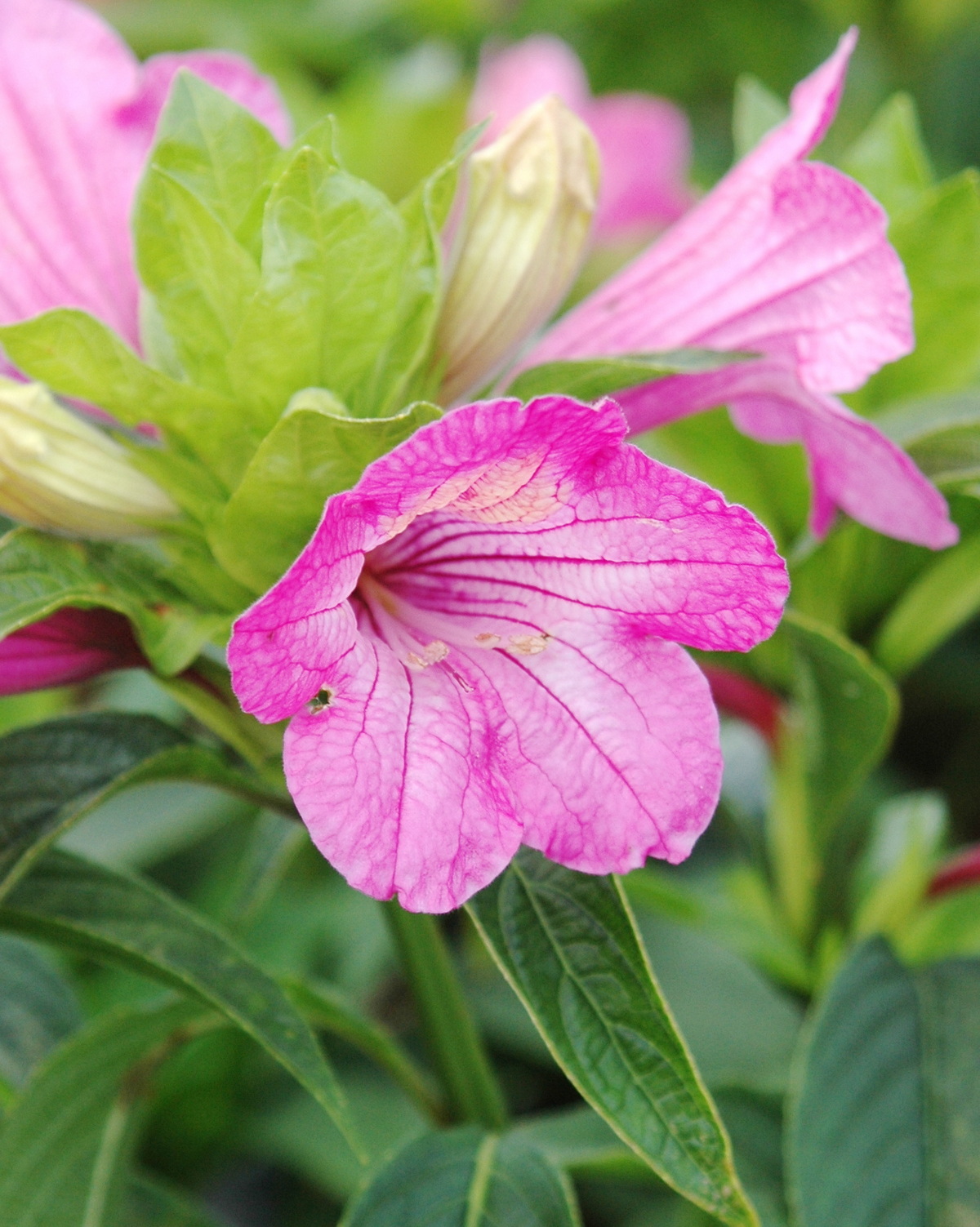 𝘙𝘶𝘦𝘭𝘭𝘪𝘢 𝘮𝘢𝘤𝘳𝘢𝘯𝘵𝘩𝘢 大花蘆莉