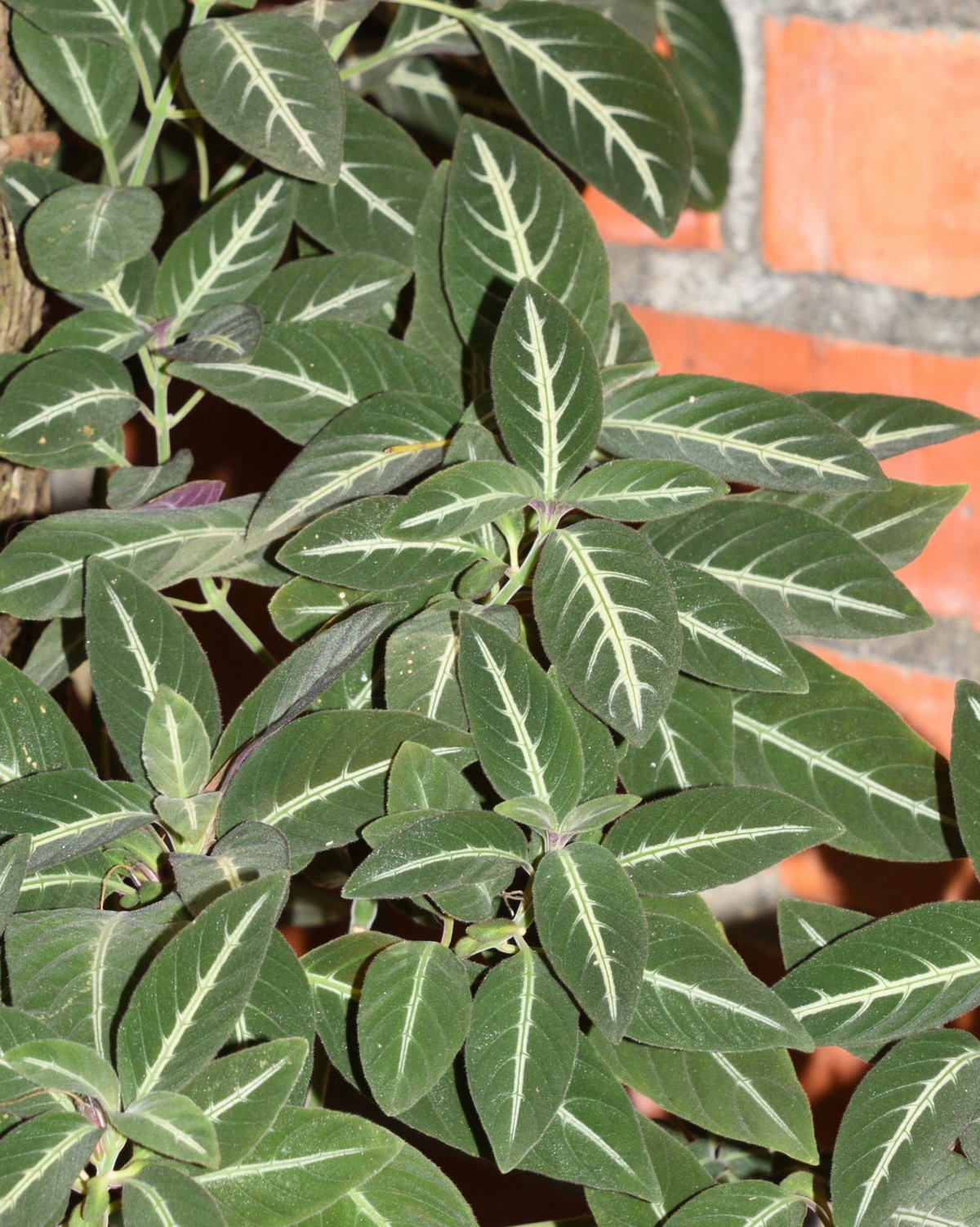 𝘙𝘶𝘦𝘭𝘭𝘪𝘢 𝘮𝘢𝘬𝘰𝘺𝘢𝘯𝘢 銀脈蘆莉