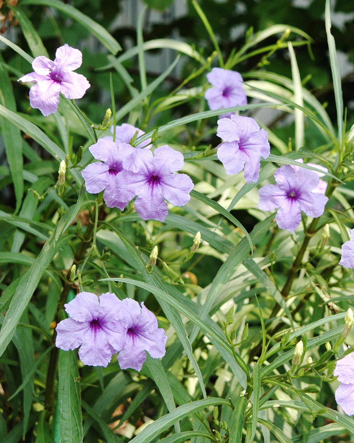 𝘙𝘶𝘦𝘭𝘭𝘪𝘢 𝘴𝘪𝘮𝘱𝘭𝘦𝘹 翠蘆莉