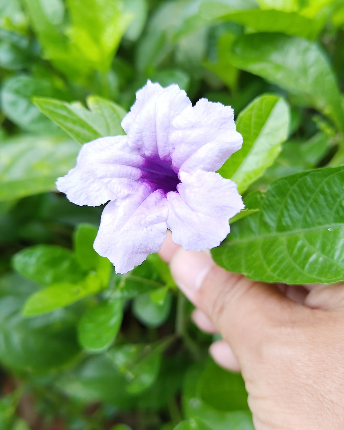 𝘙𝘶𝘦𝘭𝘭𝘪𝘢 𝘵𝘶𝘣𝘦𝘳𝘰𝘴𝘢 塊根蘆莉