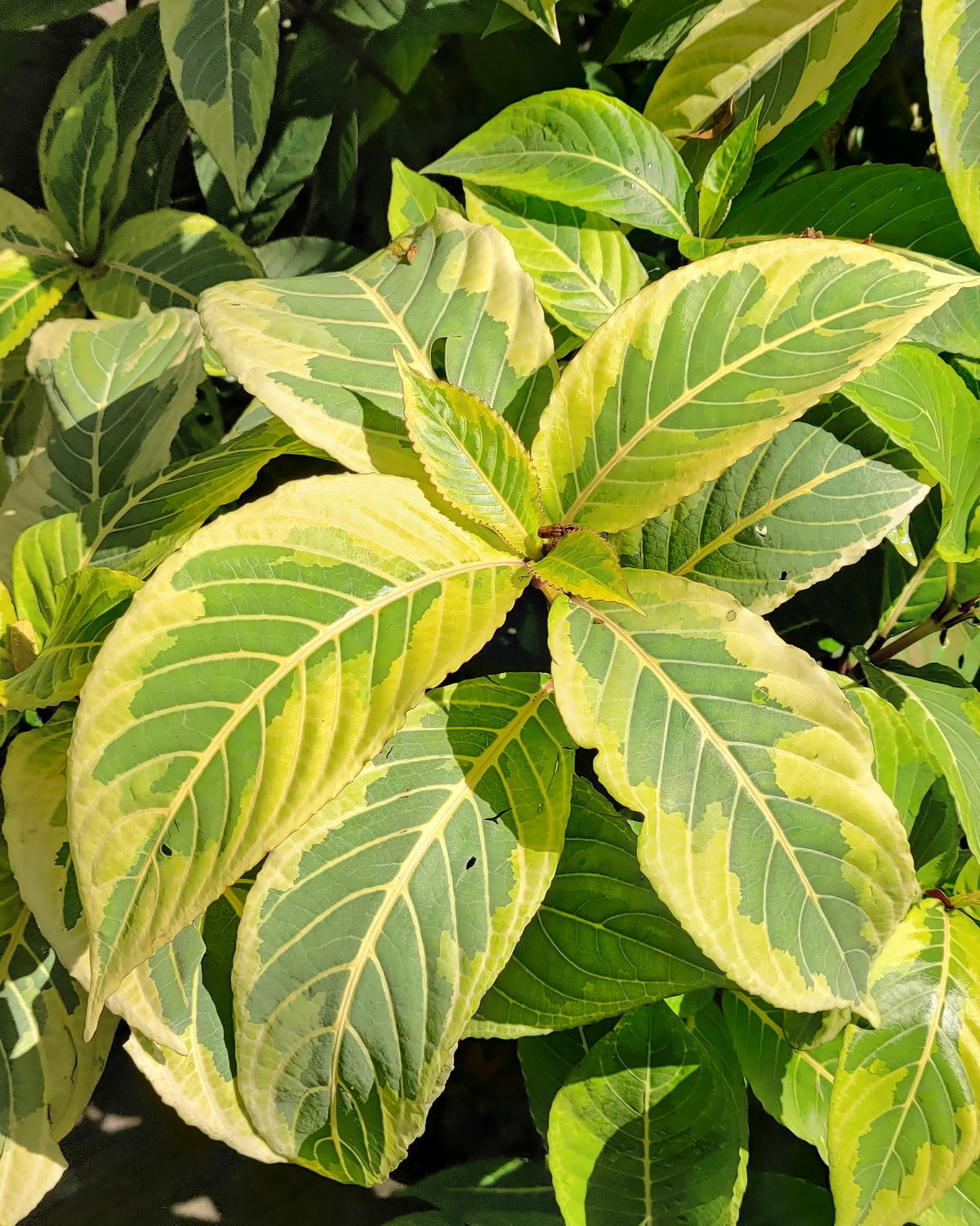 𝘚𝘢𝘯𝘤𝘩𝘦𝘻𝘪𝘢  ‘Singapore Gold’ 新加坡黃金黃脈爵床