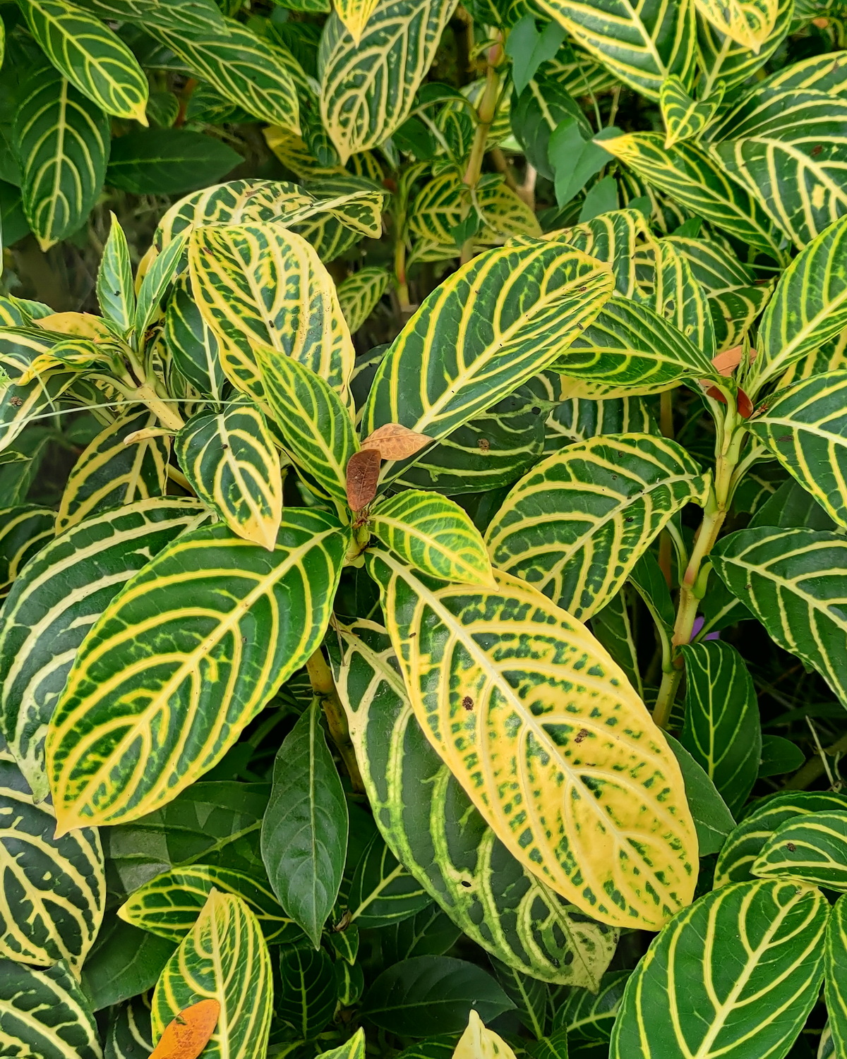 𝘚𝘢𝘯𝘤𝘩𝘦𝘻𝘪𝘢 𝘵𝘪𝘨𝘳𝘪𝘯𝘢 虎紋黃脈爵床