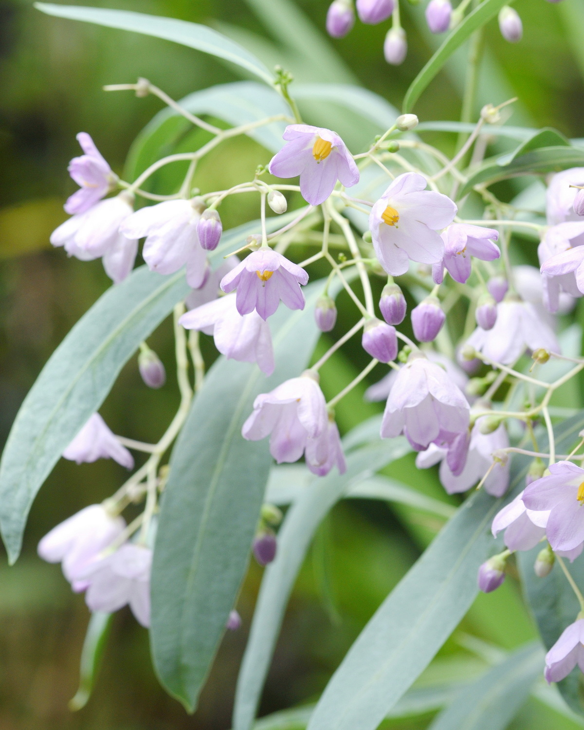 𝘚𝘰𝘭𝘢𝘯𝘶𝘮 𝘨𝘭𝘢𝘶𝘤𝘰𝘱𝘩𝘺𝘭𝘭𝘶𝘮 蠟葉茄