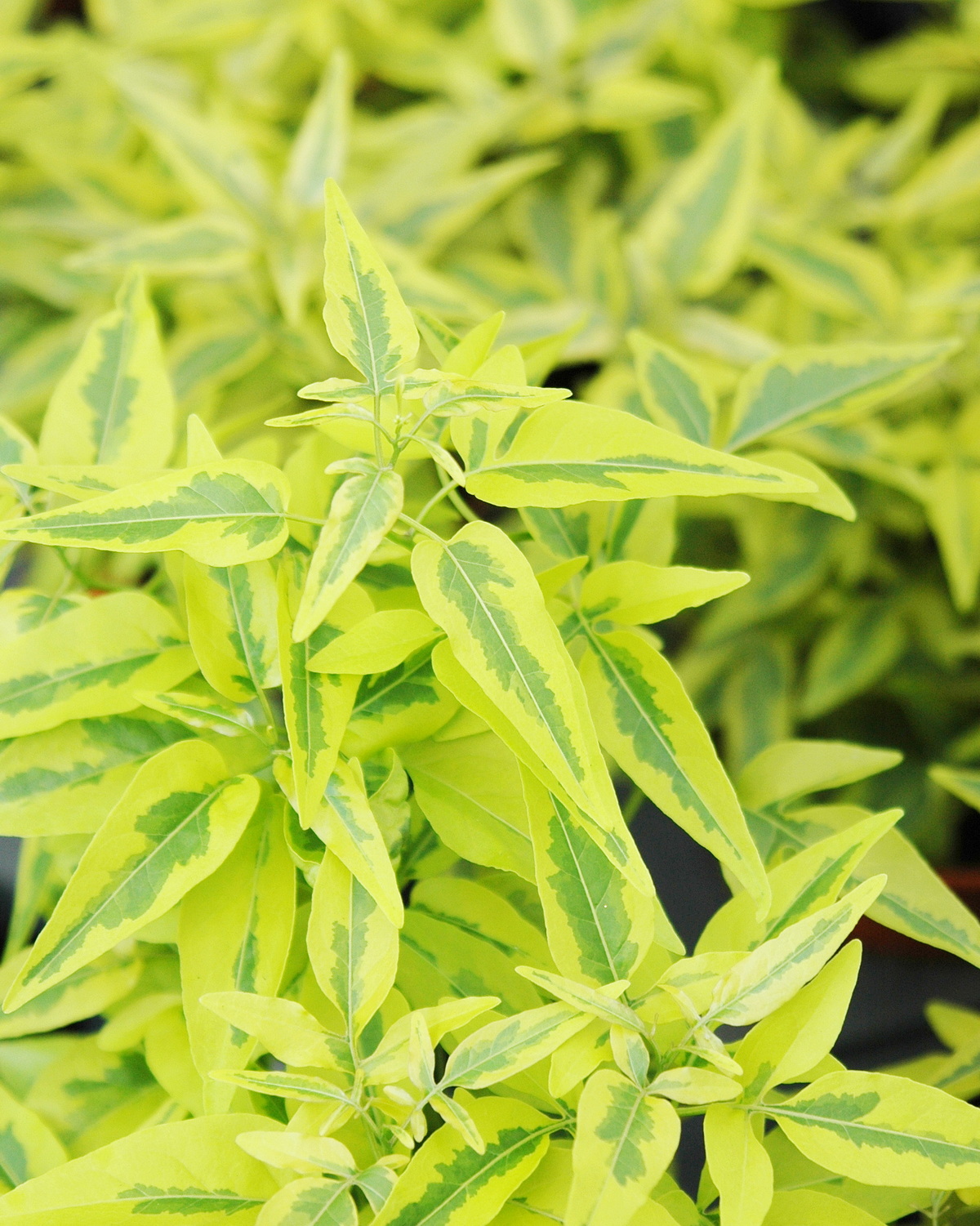 𝘚𝘰𝘭𝘢𝘯𝘶𝘮 𝘭𝘢𝘹𝘶𝘮 ‘Aurea’ 黃金素馨葉茄