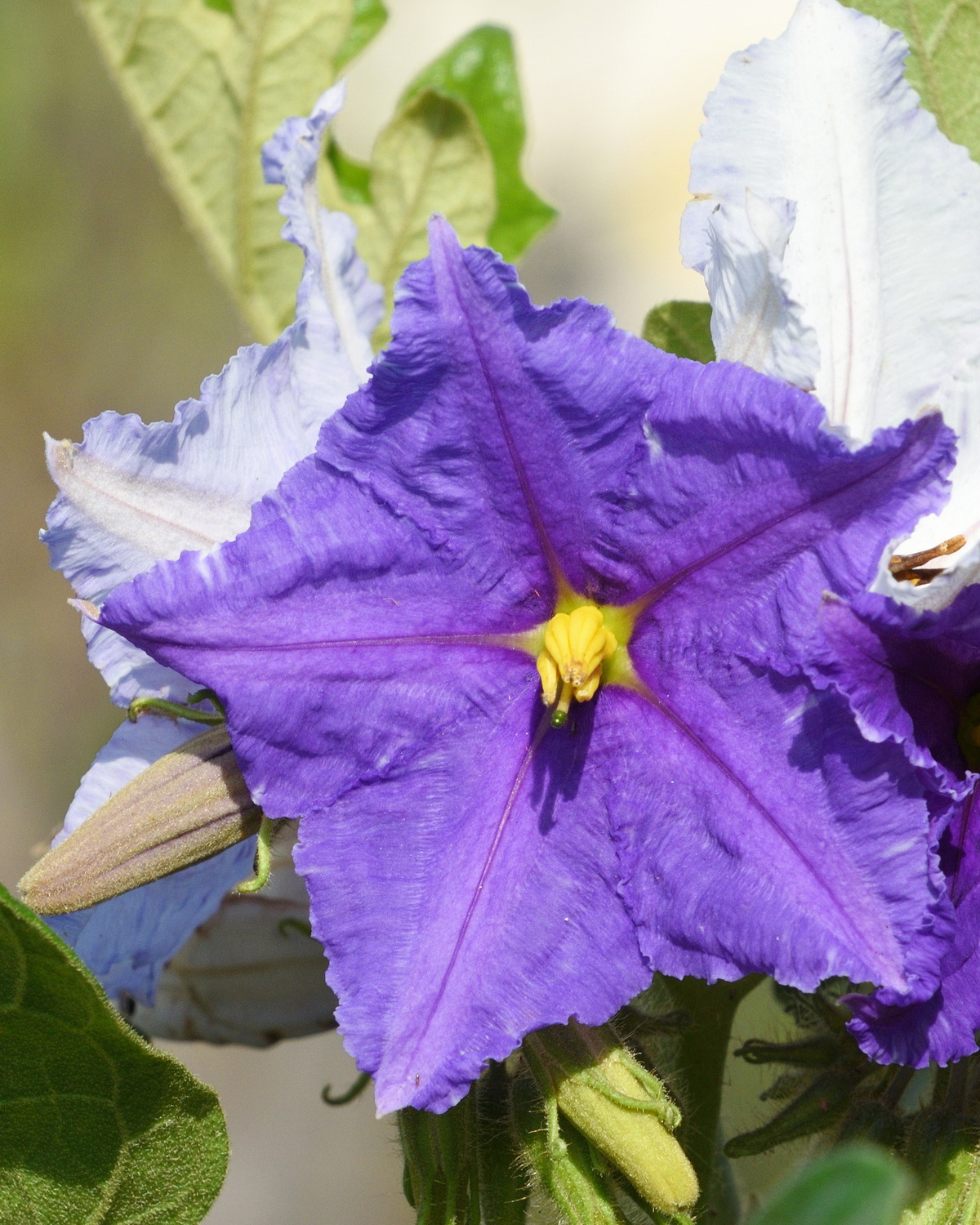 𝘚𝘰𝘭𝘢𝘯𝘶𝘮 𝘸𝘳𝘪𝘨𝘩𝘵𝘪𝘪 大花茄