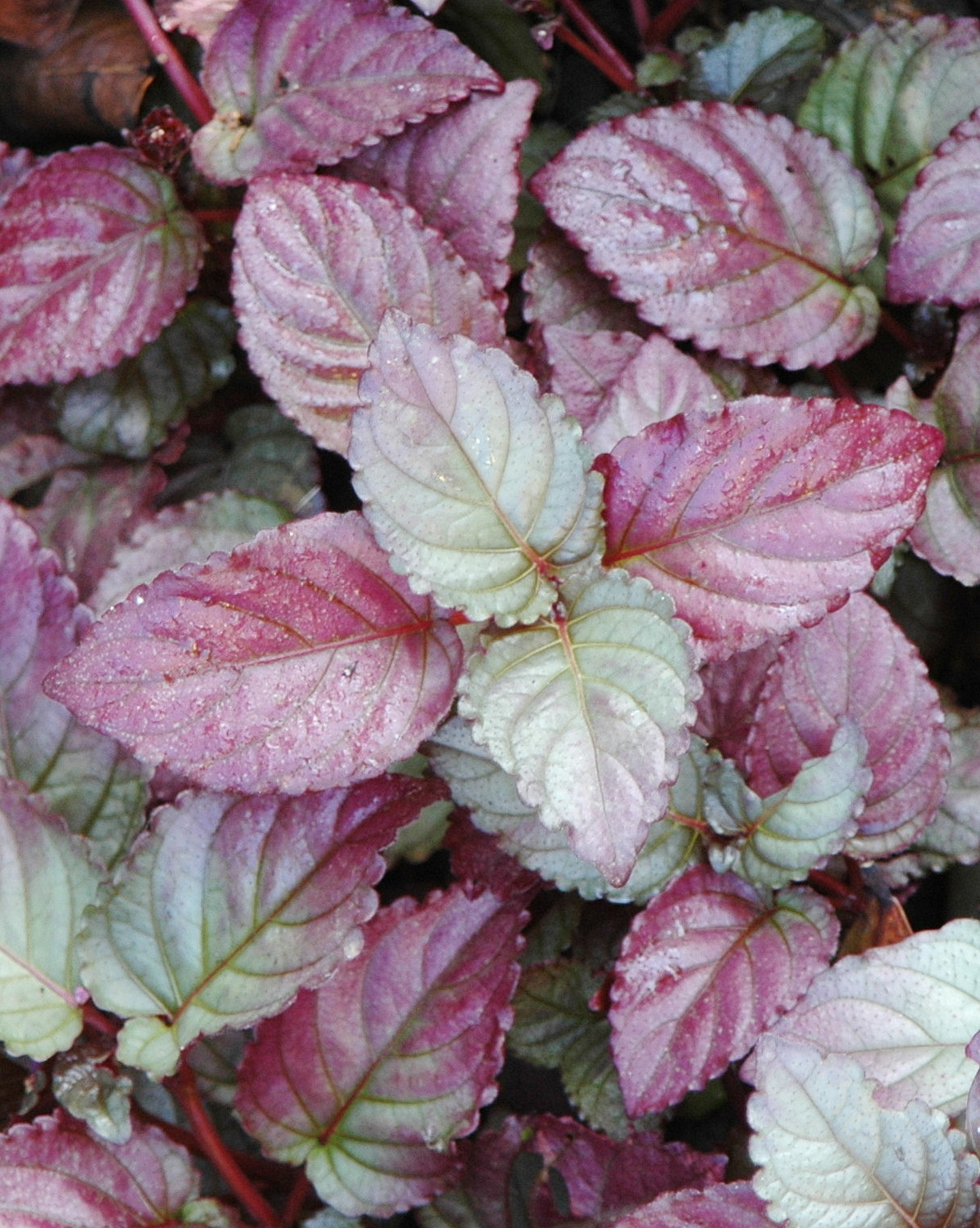 𝘚𝘵𝘳𝘰𝘣𝘪𝘭𝘢𝘯𝘵𝘩𝘦𝘴 𝘢𝘭𝘵𝘦𝘳𝘯𝘢𝘵𝘢 灰姑娘