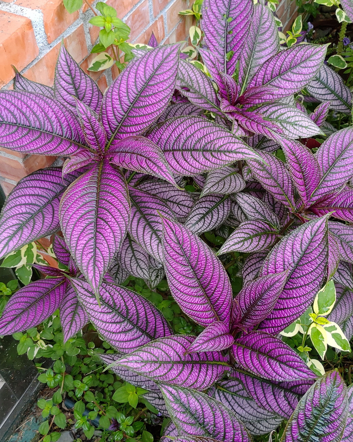 𝘚𝘵𝘳𝘰𝘣𝘪𝘭𝘢𝘯𝘵𝘩𝘦𝘴 𝘢𝘶𝘳𝘪𝘤𝘶𝘭𝘢𝘵𝘢 var. 𝘥𝘺𝘦𝘳𝘪𝘢𝘯𝘢 波斯盾草