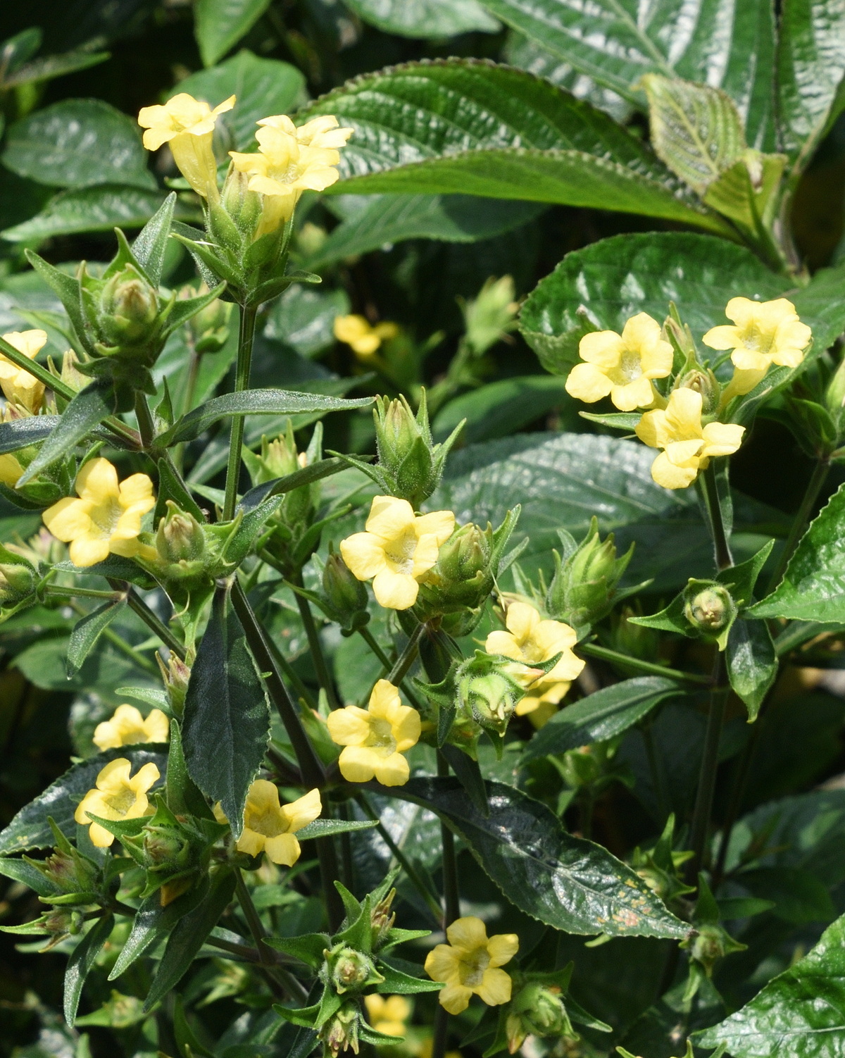 𝘚𝘵𝘳𝘰𝘣𝘪𝘭𝘢𝘯𝘵𝘩𝘦𝘴 𝘤𝘳𝘪𝘴𝘱𝘢 脆葉馬藍