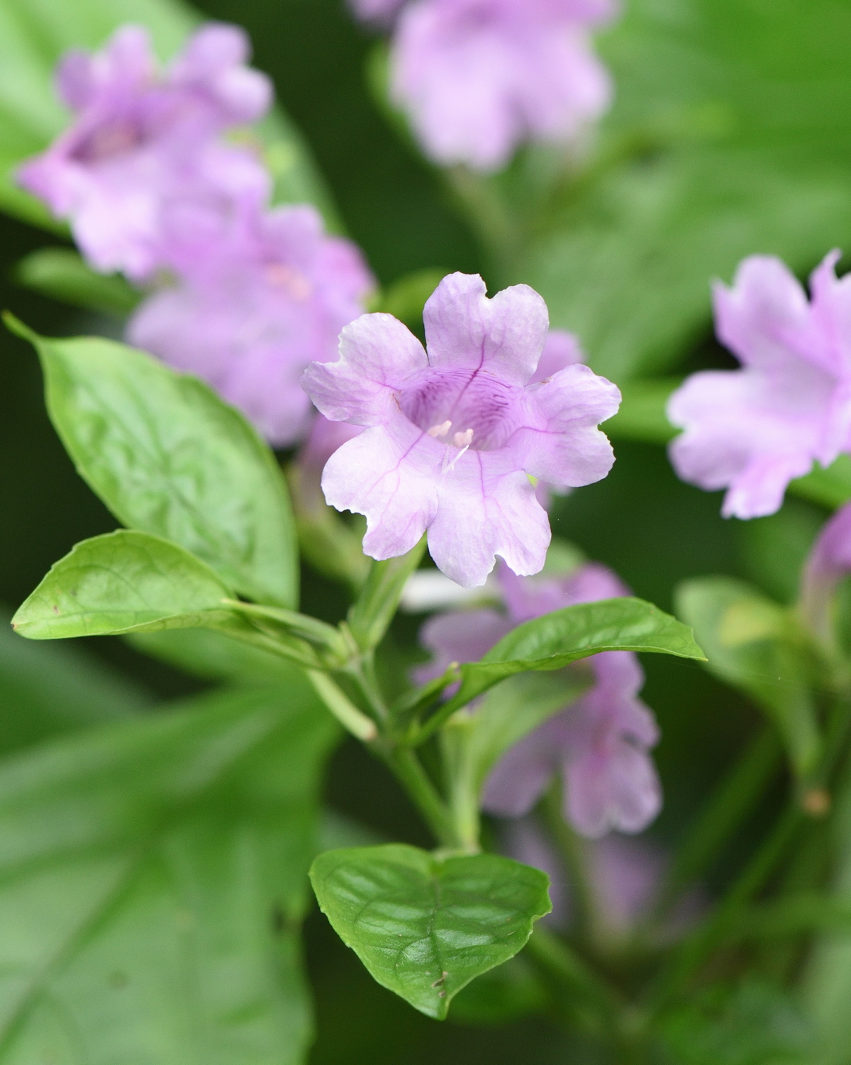 𝘚𝘵𝘳𝘰𝘣𝘪𝘭𝘢𝘯𝘵𝘩𝘦𝘴 𝘤𝘶𝘴𝘪𝘢 馬藍