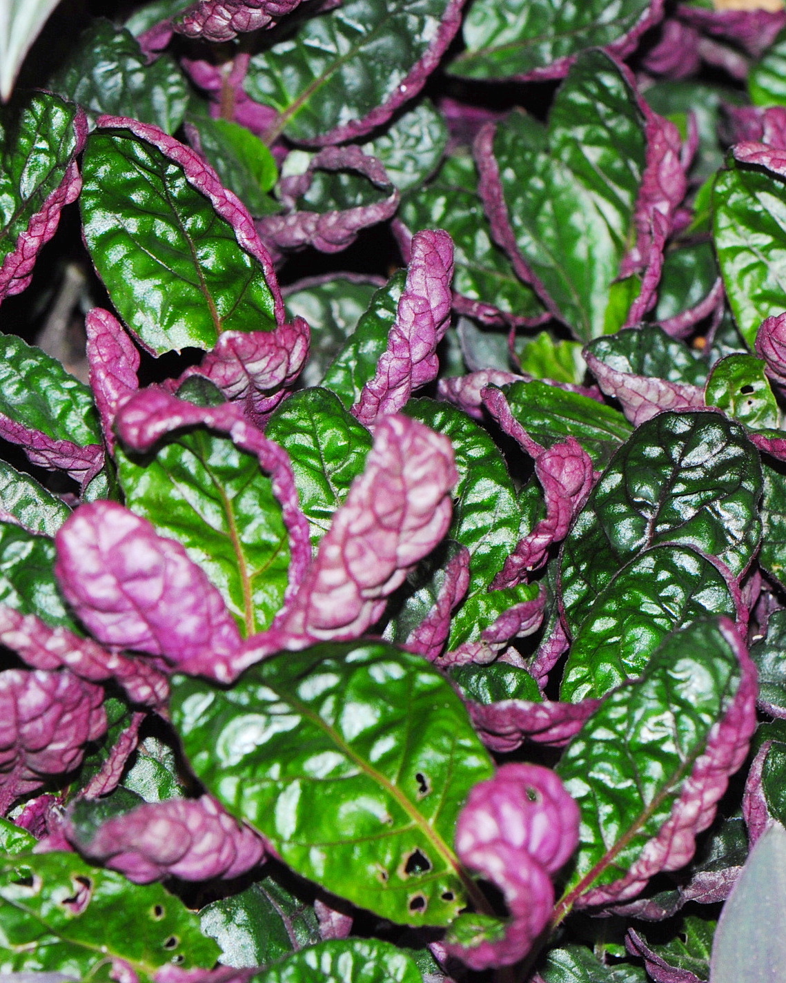 𝘚𝘵𝘳𝘰𝘣𝘪𝘭𝘢𝘯𝘵𝘩𝘦𝘴  ‘Exotica’ 皺葉灰姑娘