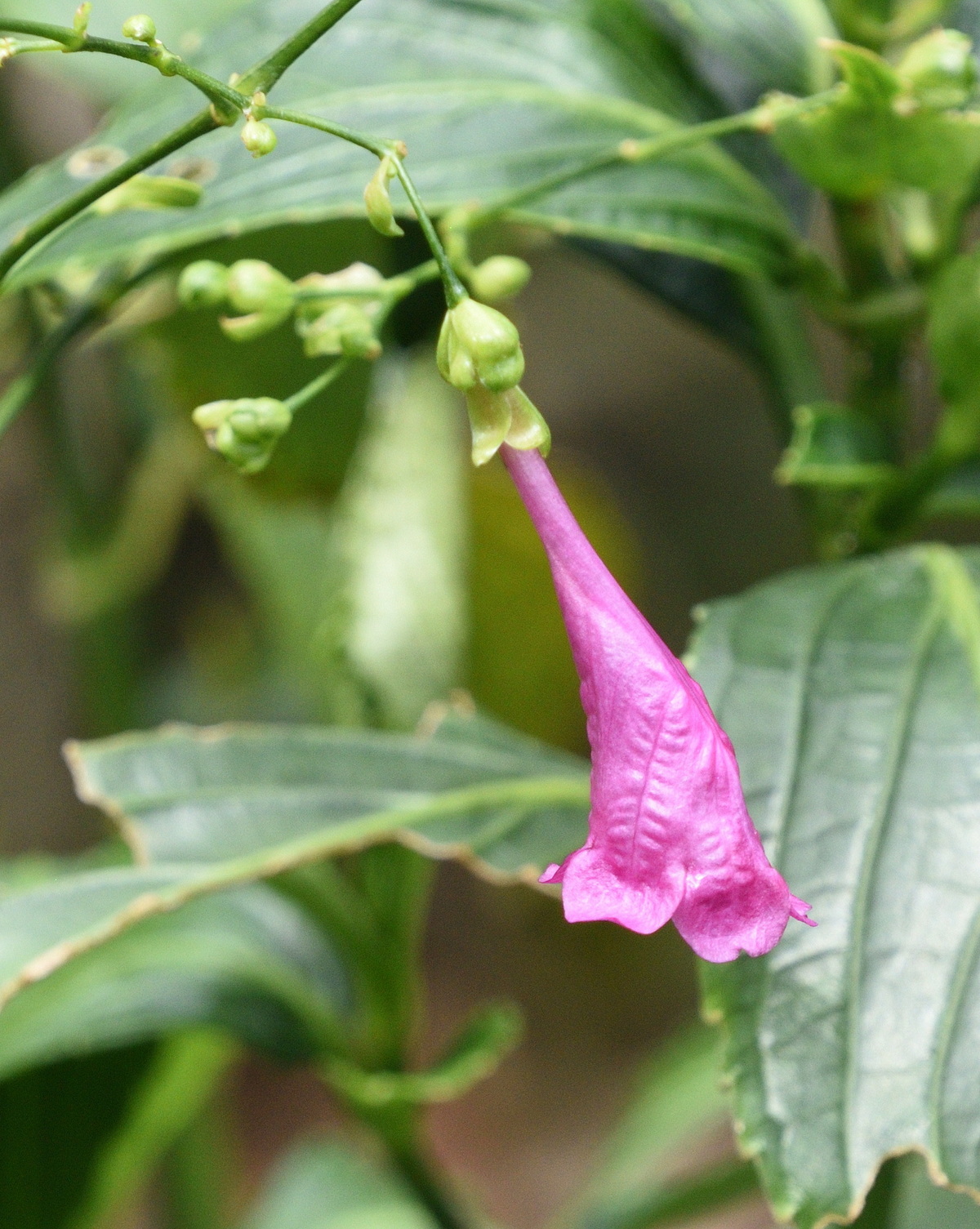 𝘚𝘵𝘳𝘰𝘣𝘪𝘭𝘢𝘯𝘵𝘩𝘦𝘴 𝘩𝘢𝘮𝘪𝘭𝘵𝘰𝘯𝘪𝘢𝘯𝘢 雨鈴花