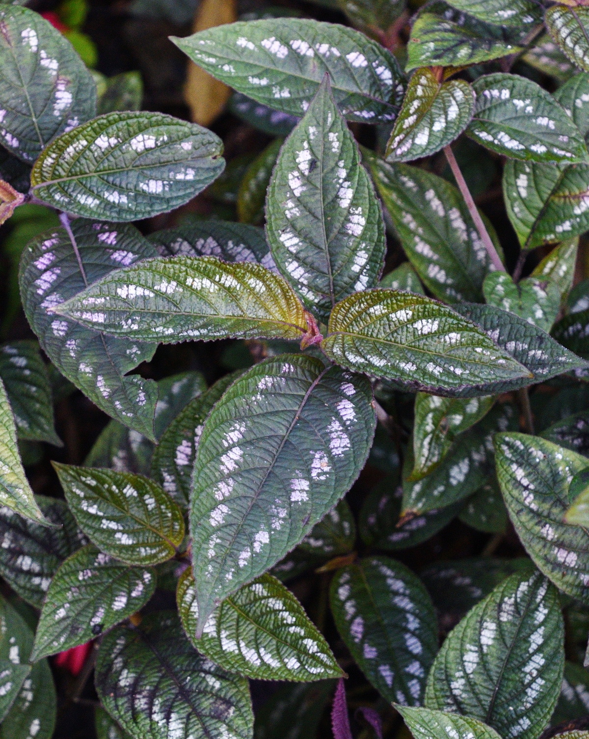 𝘚𝘵𝘳𝘰𝘣𝘪𝘭𝘢𝘯𝘵𝘩𝘦𝘴 𝘮𝘢𝘤𝘶𝘭𝘢𝘵𝘶𝘴 星河草