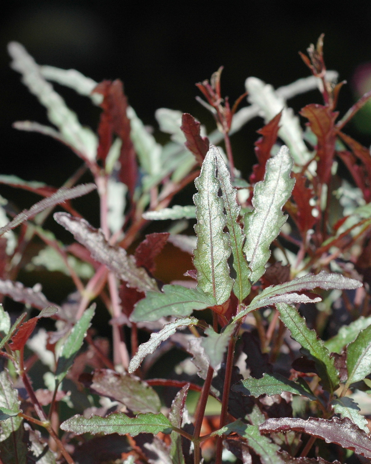 𝘚𝘵𝘳𝘰𝘣𝘪𝘭𝘢𝘯𝘵𝘩𝘦𝘴 𝘴𝘪𝘯𝘶𝘢𝘵𝘢 紫蕨草