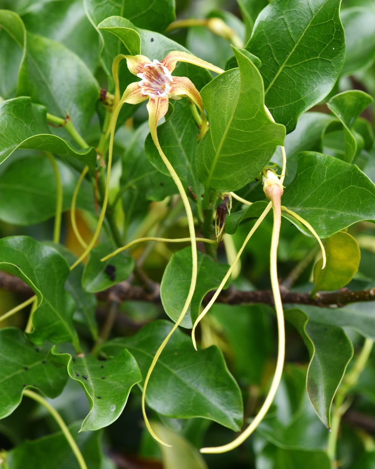 𝘚𝘵𝘳𝘰𝘱𝘩𝘢𝘯𝘵𝘩𝘶𝘴 𝘥𝘪𝘷𝘢𝘳𝘪𝘤𝘢𝘵𝘶𝘴 羊角拗