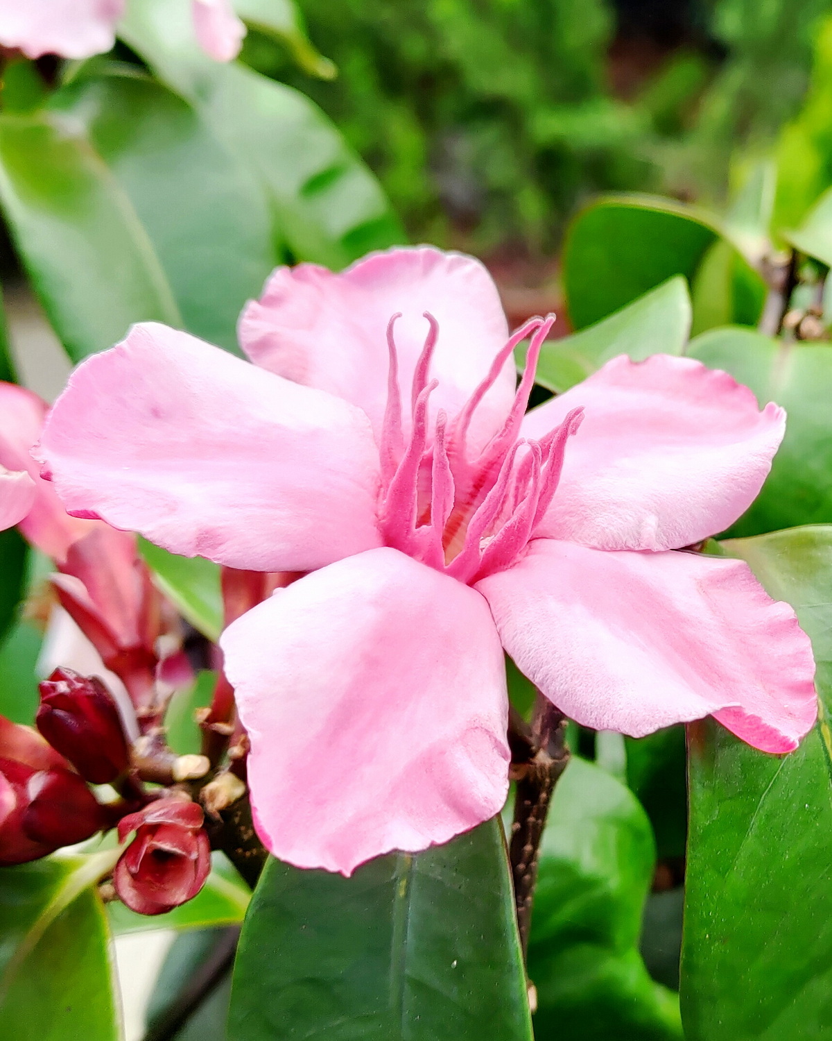 𝘚𝘵𝘳𝘰𝘱𝘩𝘢𝘯𝘵𝘩𝘶𝘴 𝘨𝘳𝘢𝘵𝘶𝘴 蔓夾竹桃