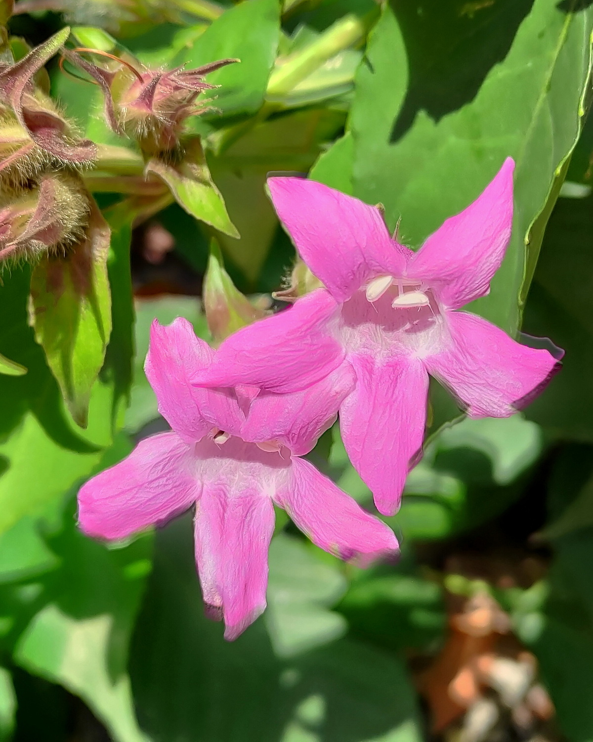 Suessenguthia multisetosa