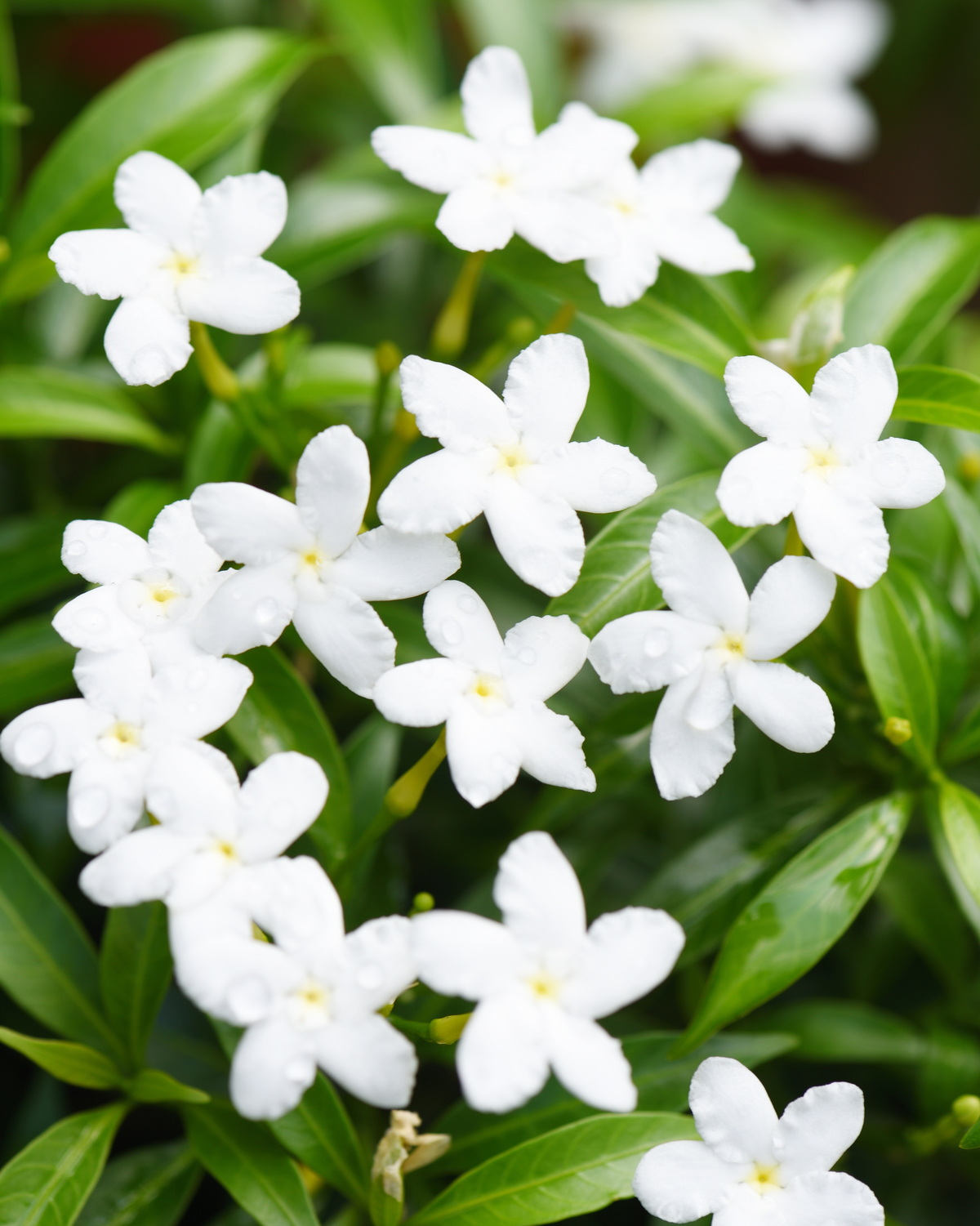 Tabernaemontana divaricata ‘Dwarf’