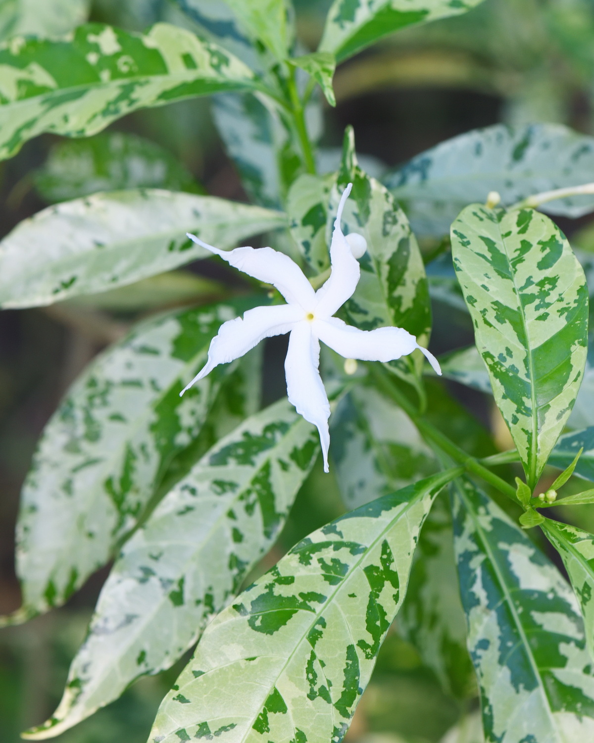 Tabernaemontana divaricata 'Variegata'