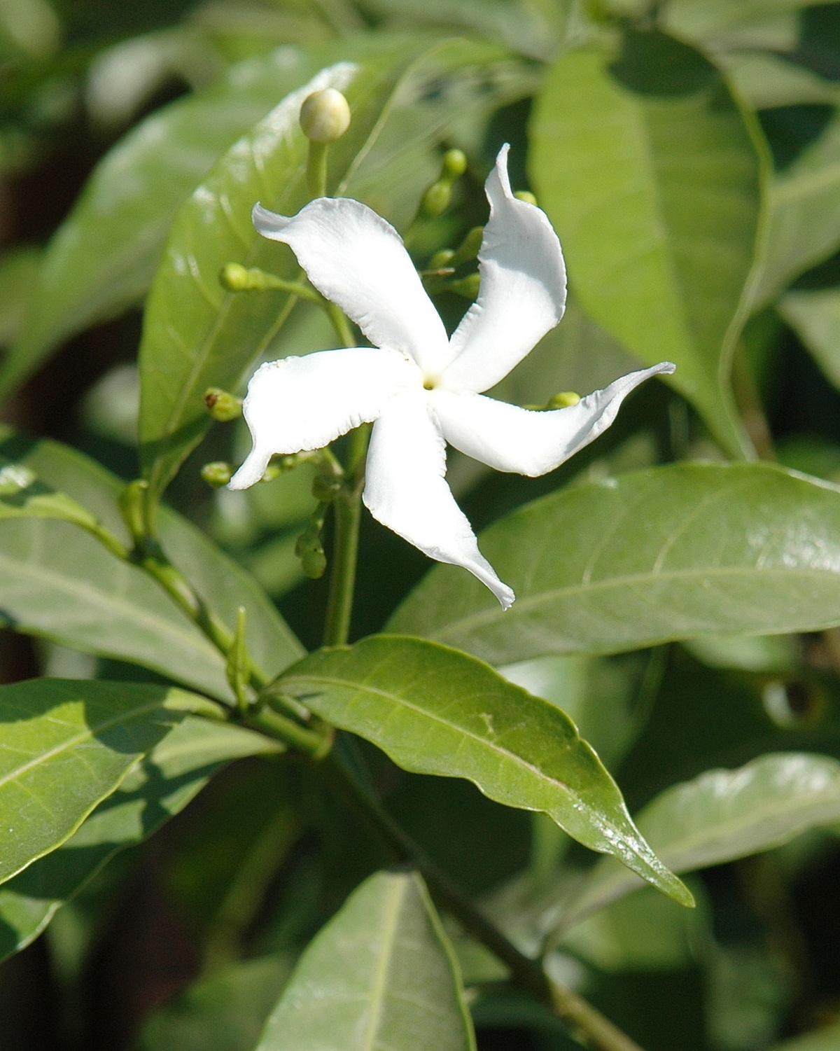 𝘛𝘢𝘣𝘦𝘳𝘯𝘢𝘦𝘮𝘰𝘯𝘵𝘢𝘯𝘢 𝘥𝘪𝘷𝘢𝘳𝘪𝘤𝘢𝘵𝘢 馬蹄花