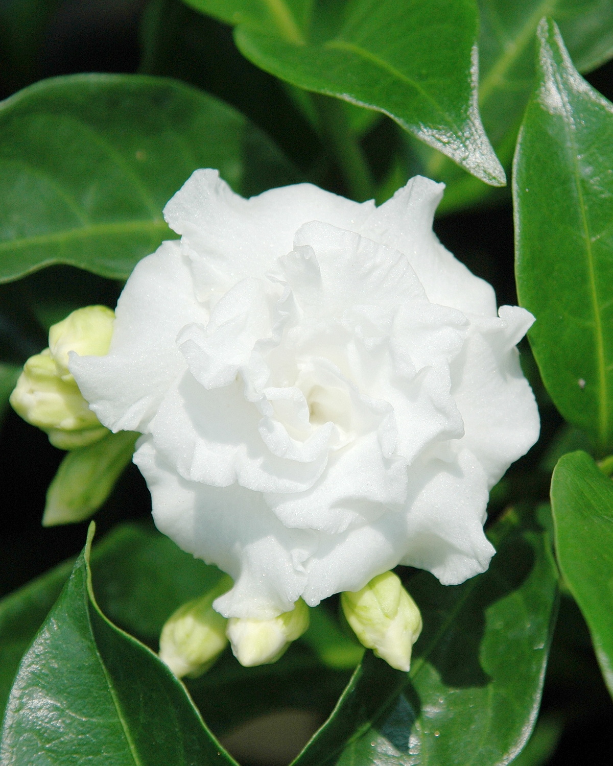 𝘛𝘢𝘣𝘦𝘳𝘯𝘢𝘦𝘮𝘰𝘯𝘵𝘢𝘯𝘢 𝘥𝘪𝘷𝘢𝘳𝘪𝘤𝘢𝘵𝘢 ‘Flore Pleno’ 重瓣馬蹄花