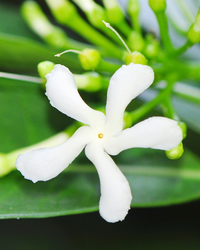 𝘛𝘢𝘣𝘦𝘳𝘯𝘢𝘦𝘮𝘰𝘯𝘵𝘢𝘯𝘢 𝘴𝘶𝘣𝘨𝘭𝘰𝘣𝘰𝘴𝘢 蘭嶼馬蹄花