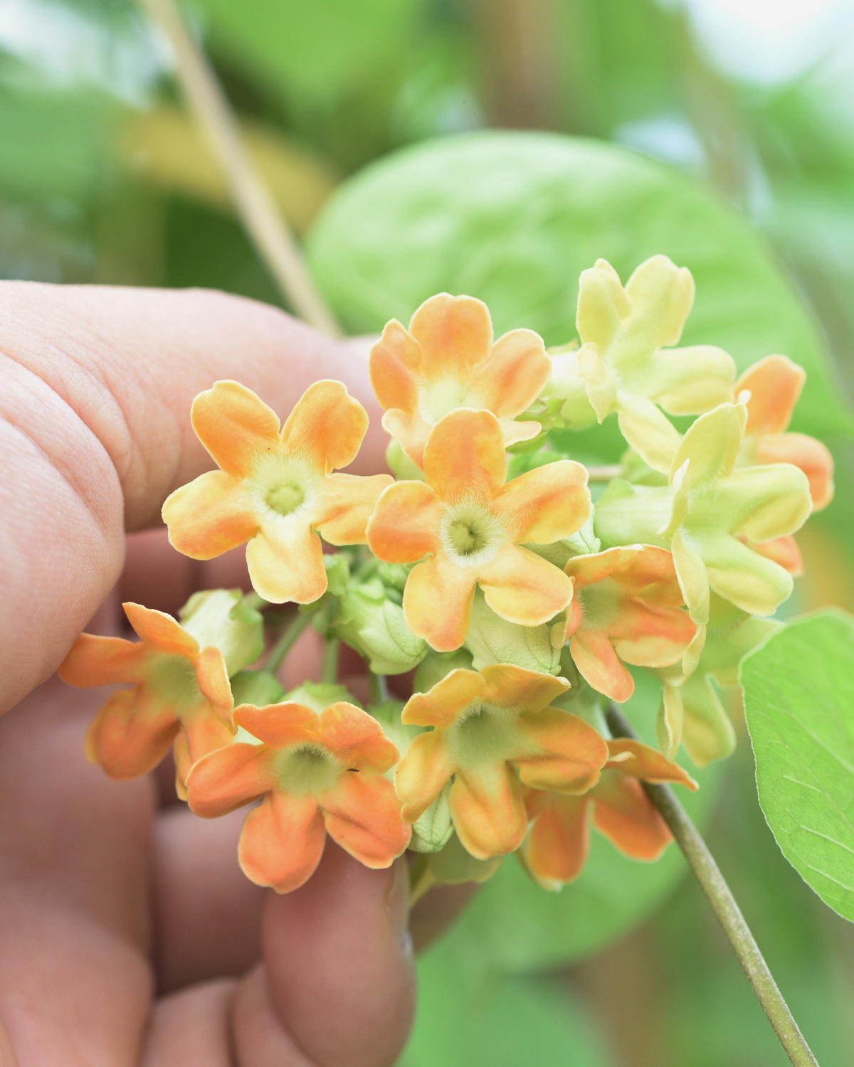 𝘛𝘦𝘭𝘰𝘴𝘮𝘢 𝘤𝘰𝘳𝘥𝘢𝘵𝘢 夜來香