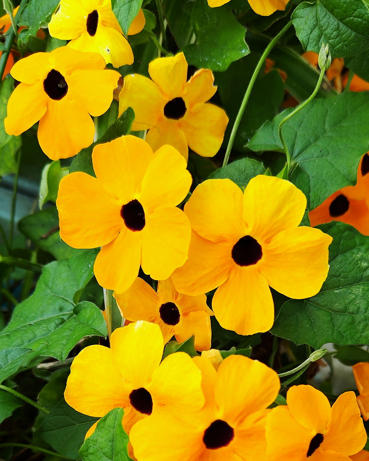 𝘛𝘩𝘶𝘯𝘣𝘦𝘳𝘨𝘪𝘢 𝘢𝘭𝘢𝘵𝘢 黑眼花