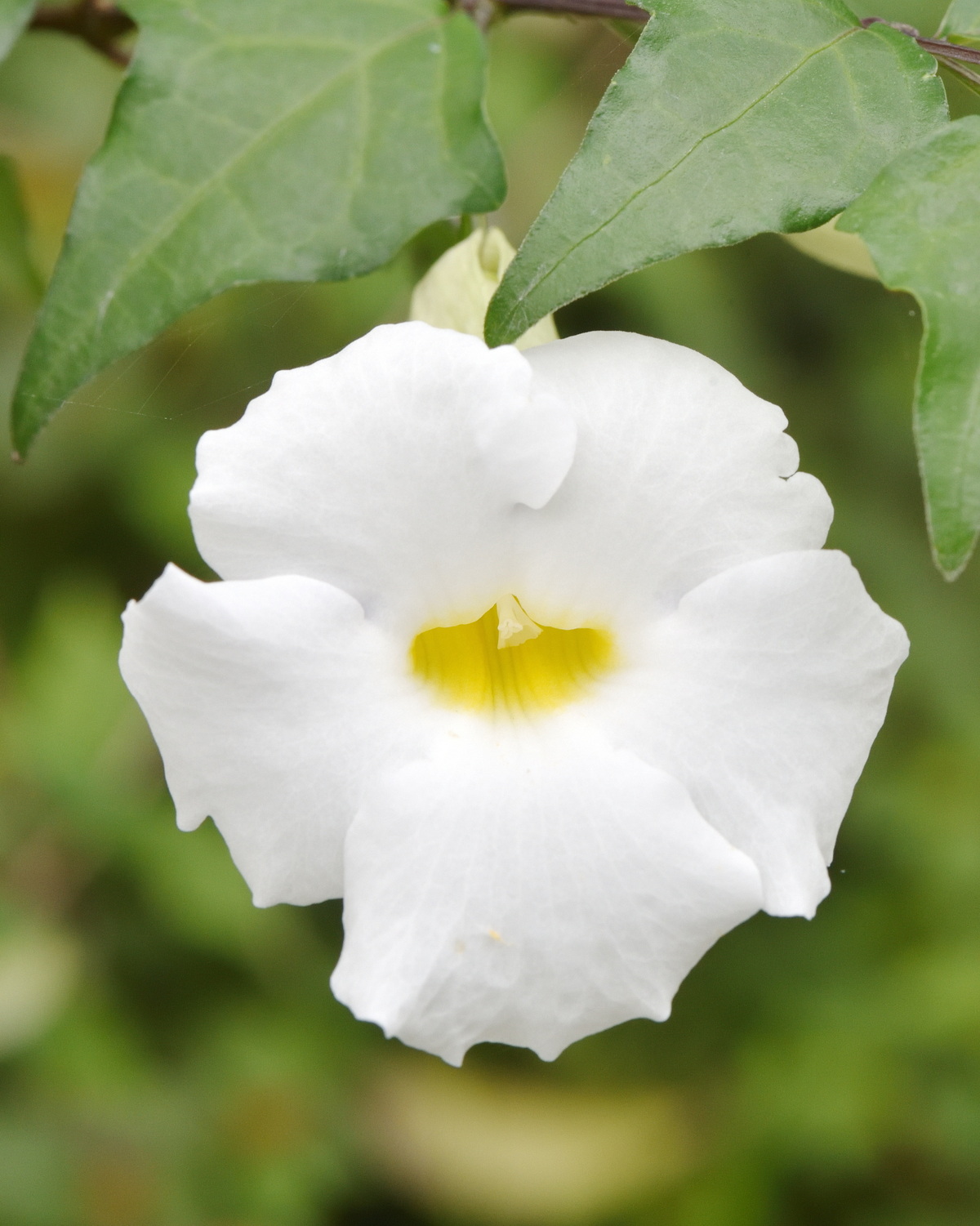 𝘛𝘩𝘶𝘯𝘣𝘦𝘳𝘨𝘪𝘢 𝘦𝘳𝘦𝘤𝘵𝘢 ‘Alba’ 白立鶴花
