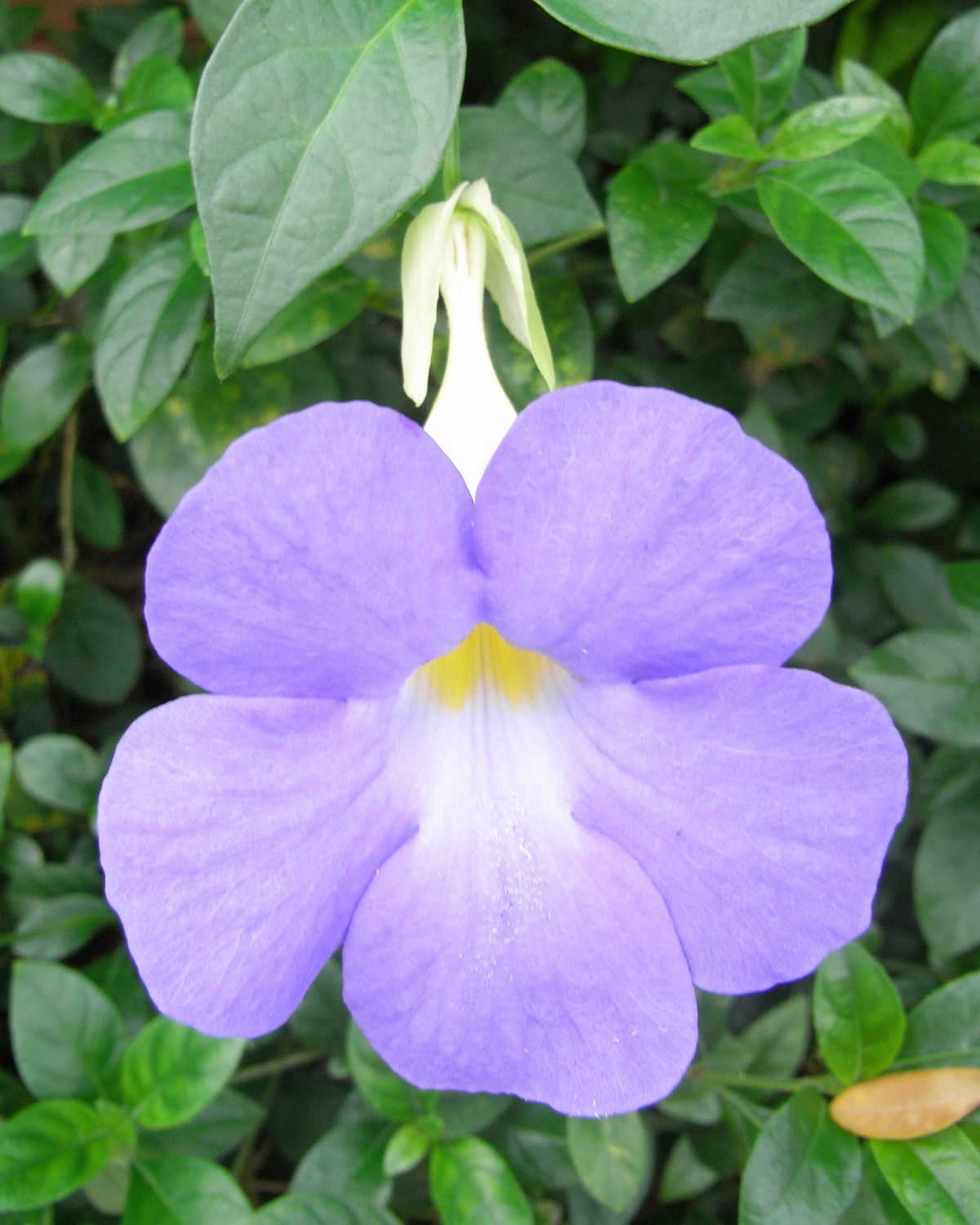 𝘛𝘩𝘶𝘯𝘣𝘦𝘳𝘨𝘪𝘢 𝘦𝘳𝘦𝘤𝘵𝘢 ‘Blue Moon’ 天藍立鶴花