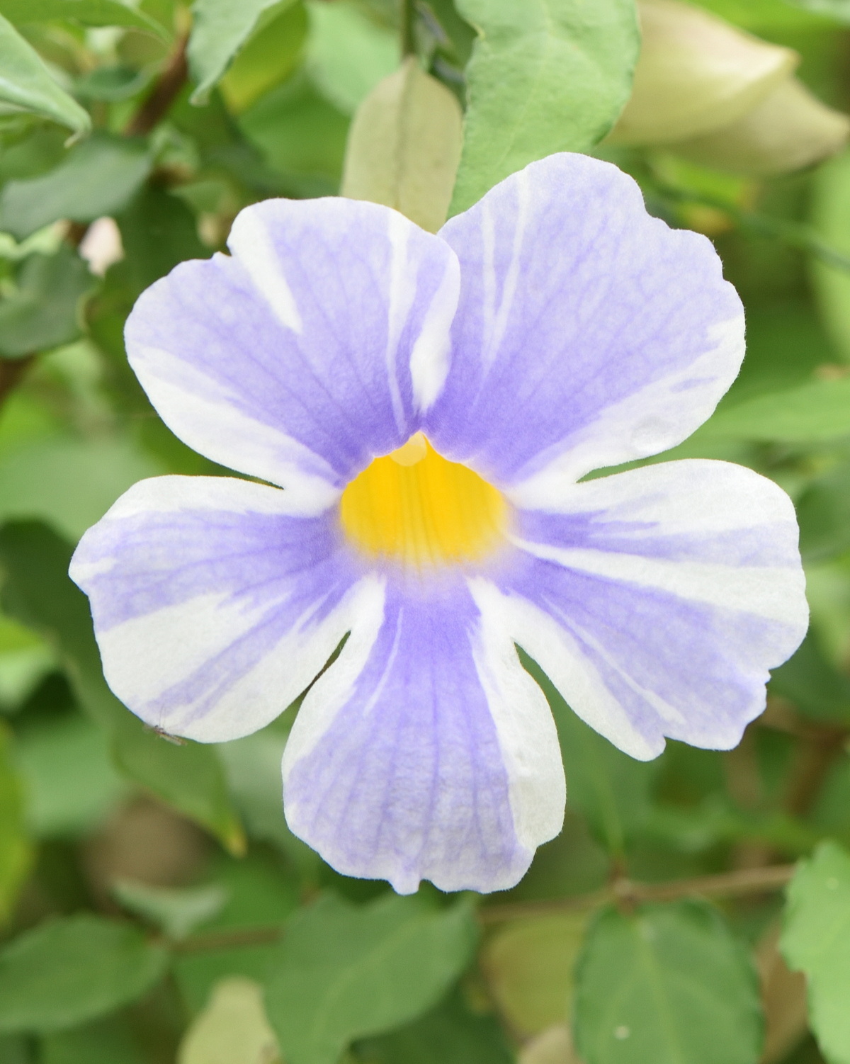 𝘛𝘩𝘶𝘯𝘣𝘦𝘳𝘨𝘪𝘢 𝘦𝘳𝘦𝘤𝘵𝘢 ‘Fairy Moon’ 藍月立鶴花