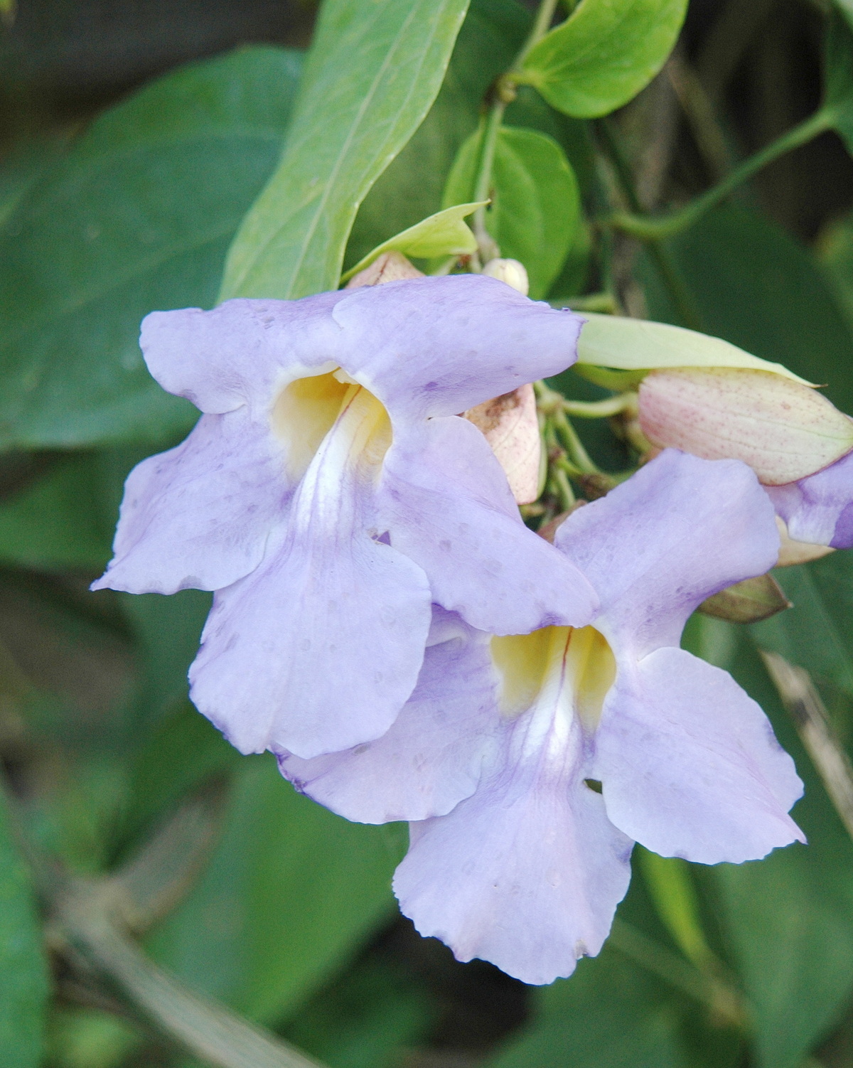 𝘛𝘩𝘶𝘯𝘣𝘦𝘳𝘨𝘪𝘢 𝘭𝘢𝘶𝘳𝘪𝘧𝘰𝘭𝘪𝘢 月桂葉鄧伯花