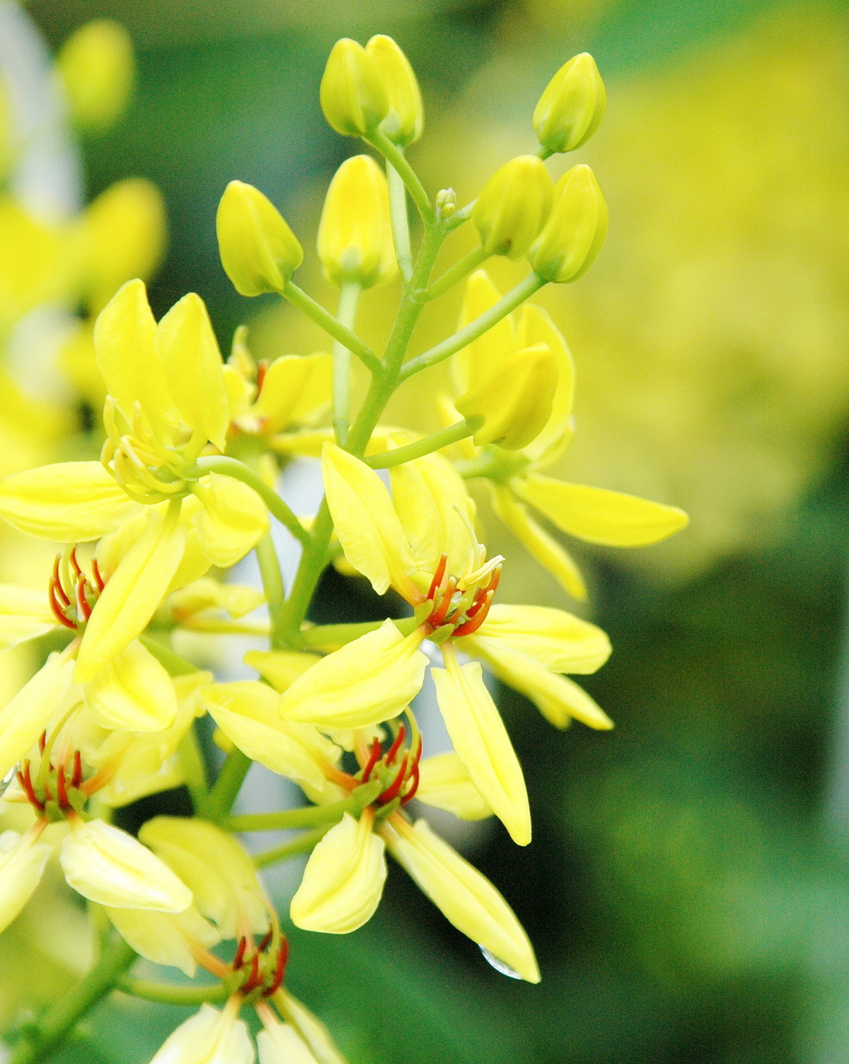 Tristellateia australasiae