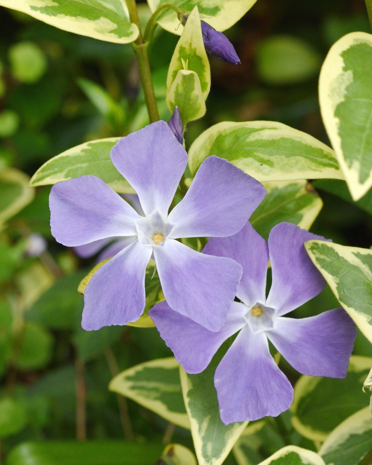 Vinca major 'Variegata'