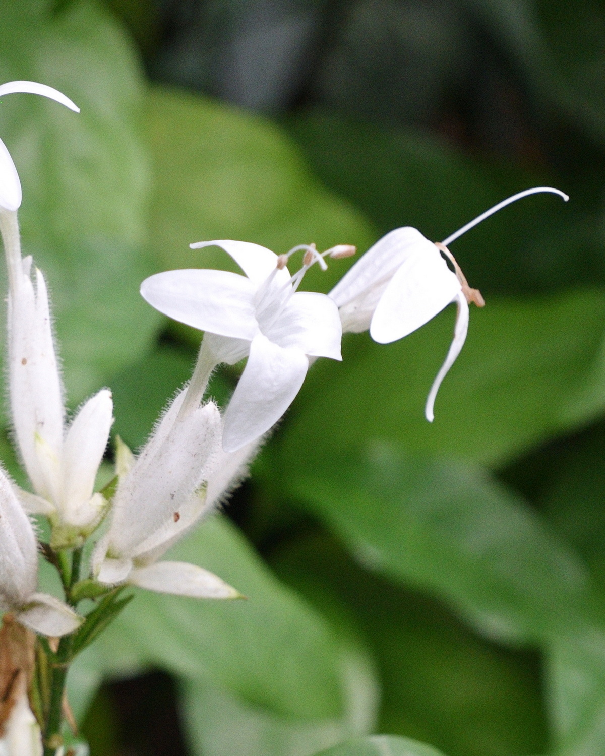 Whitfieldia elongata