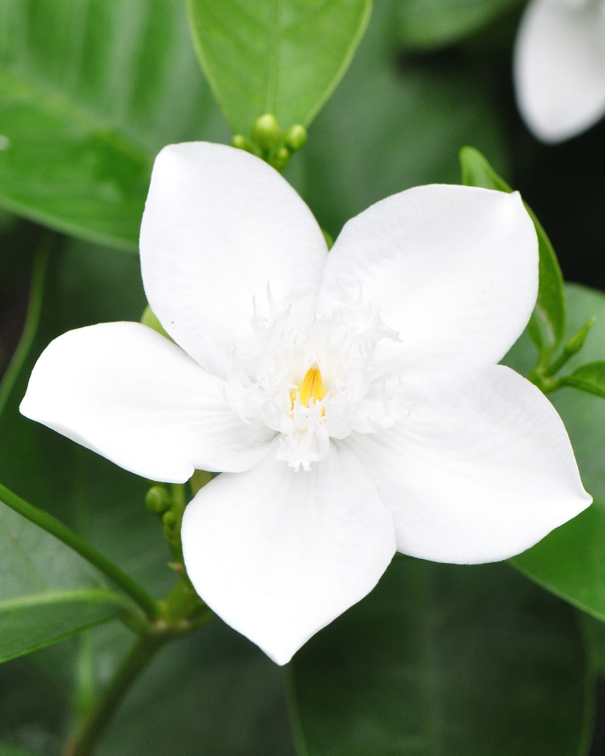 𝘞𝘳𝘪𝘨𝘩𝘵𝘪𝘢 𝘢𝘯𝘵𝘪𝘥𝘺𝘴𝘦𝘯𝘵𝘦𝘳𝘪𝘤𝘢 錫蘭水梅