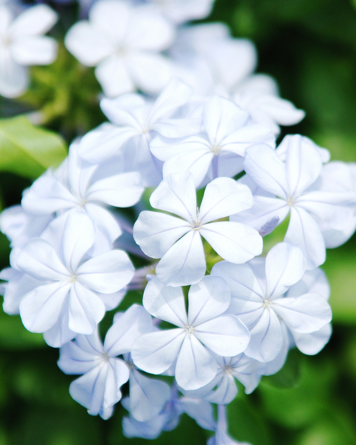 𝘗𝘭𝘶𝘮𝘣𝘢𝘨𝘰 𝘢𝘶𝘳𝘪𝘤𝘶𝘭𝘢𝘵𝘢 藍雪花