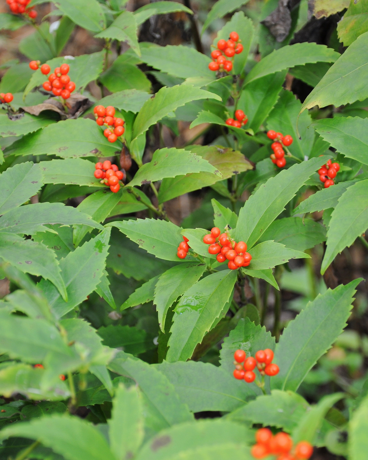 𝘚𝘢𝘳𝘤𝘢𝘯𝘥𝘳𝘢 𝘨𝘭𝘢𝘣𝘳𝘢 紅果金粟蘭