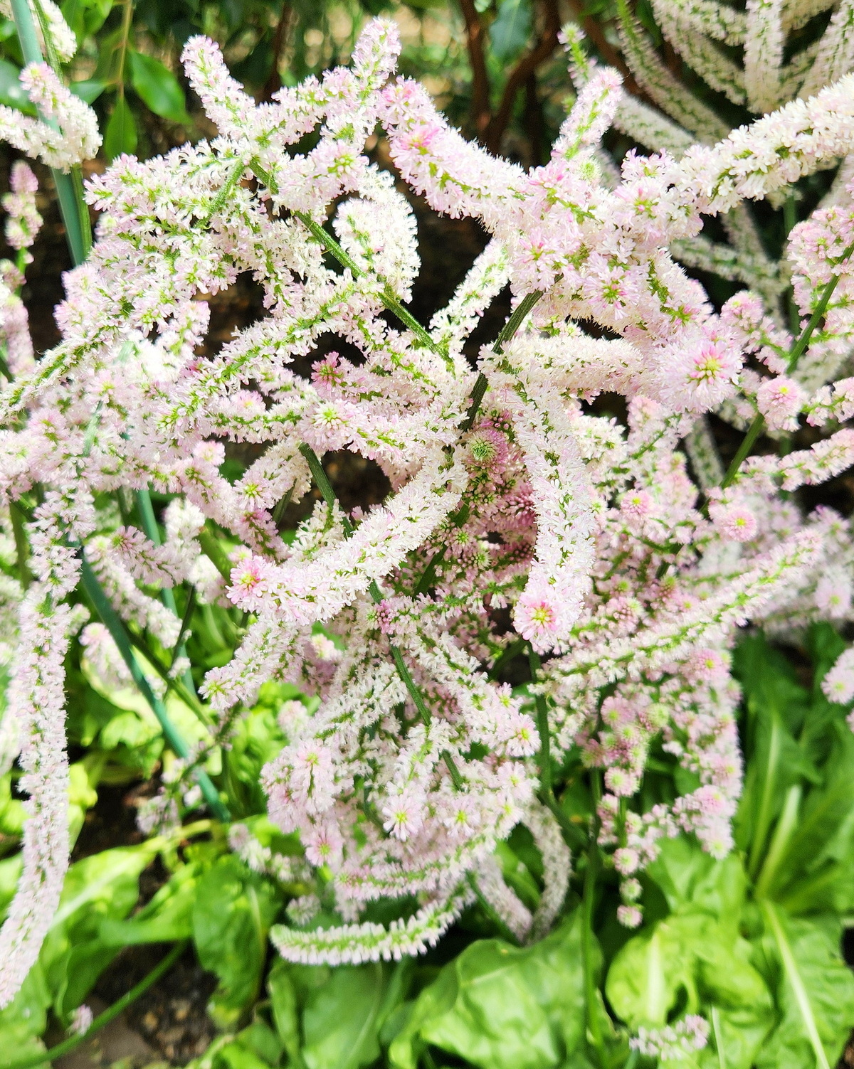 𝘗𝘴𝘺𝘭𝘭𝘪𝘰𝘴𝘵𝘢𝘤𝘩𝘺𝘴 𝘴𝘶𝘸𝘰𝘳𝘰𝘸𝘪𝘪 秀穗花