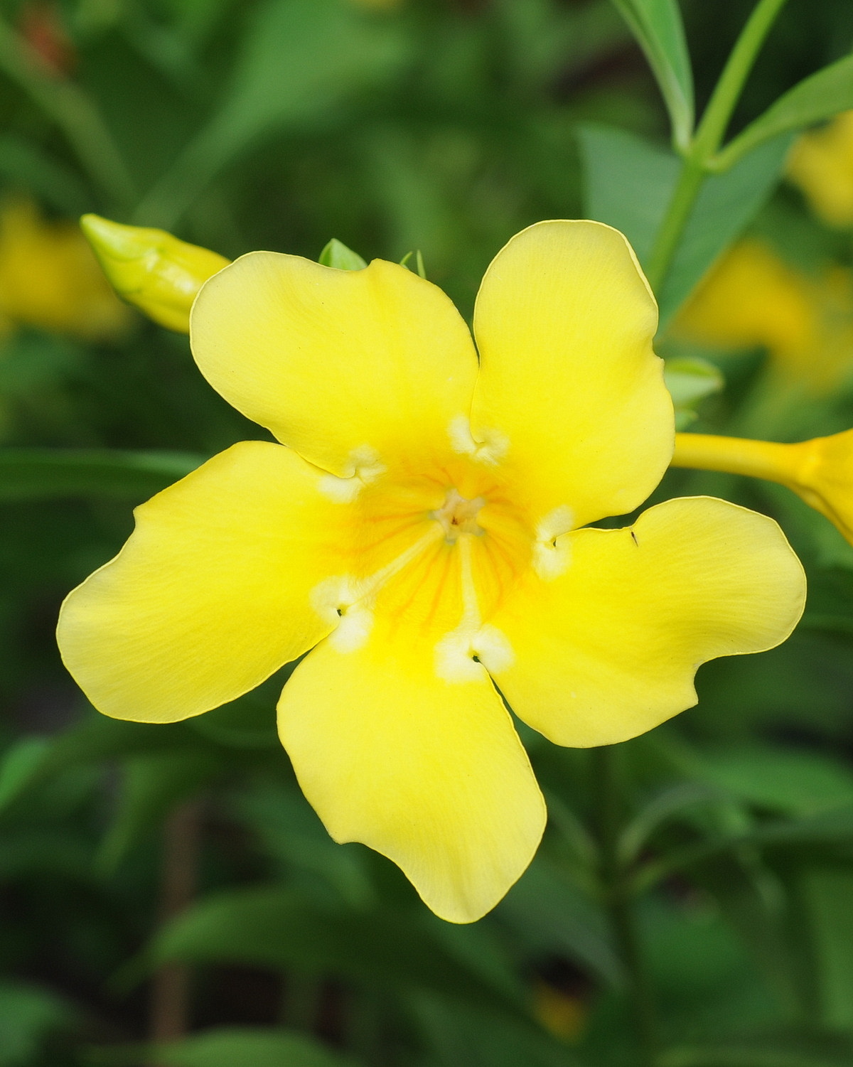 𝘈𝘭𝘭𝘢𝘮𝘢𝘯𝘥𝘢 𝘤𝘢𝘵𝘩𝘢𝘳𝘵𝘪𝘤𝘢 ‘Williamsii’ 多花黃蟬