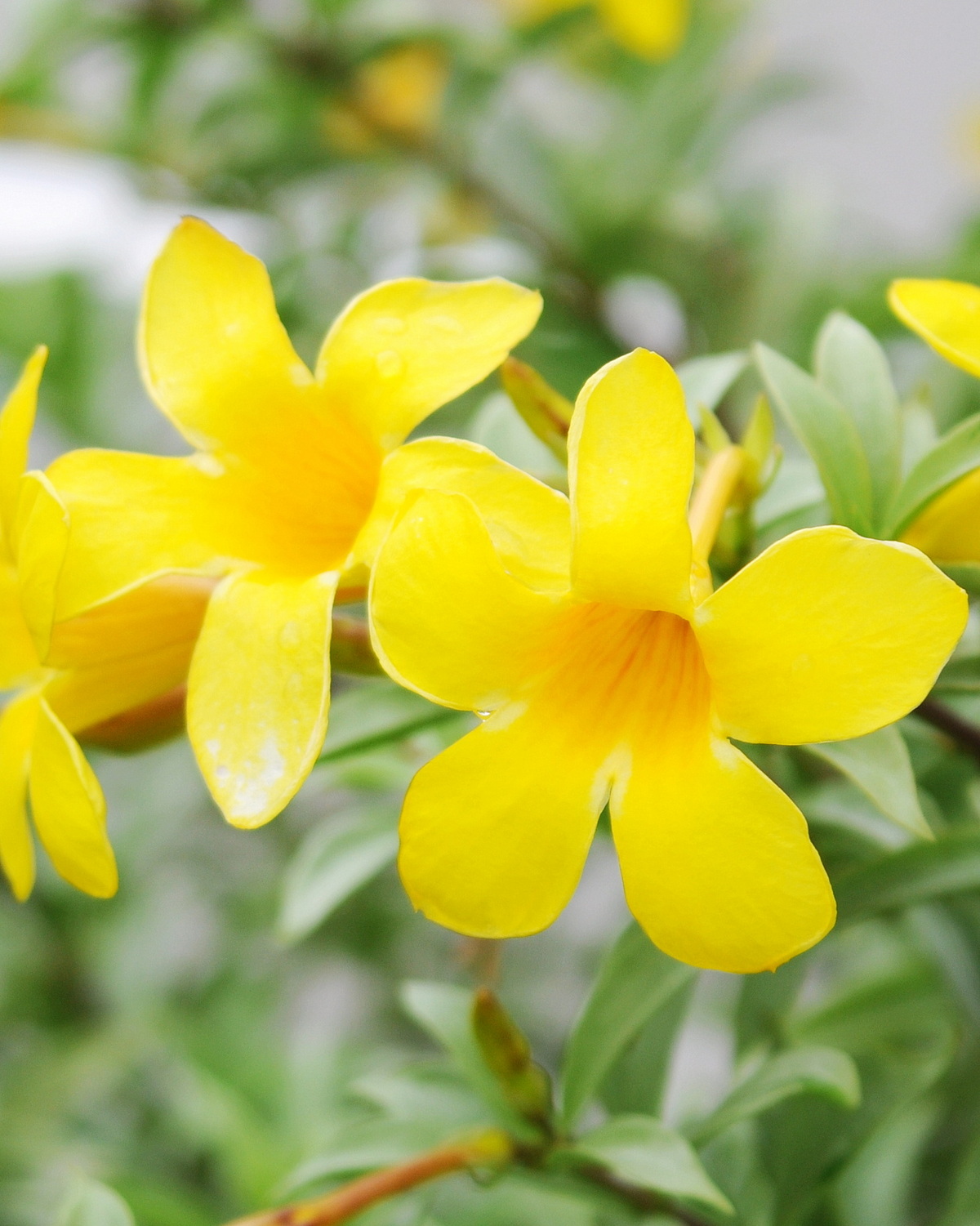 Allamanda oenotherifolia 'Silver'
