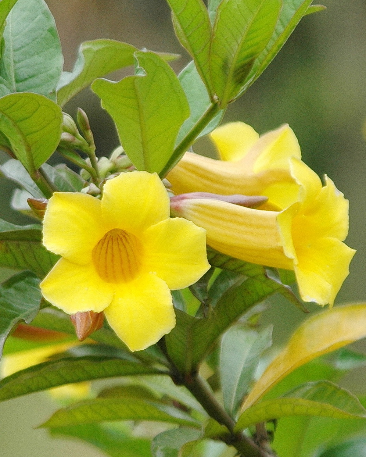 𝘈𝘭𝘭𝘢𝘮𝘢𝘯𝘥𝘢 𝘴𝘤𝘩𝘰𝘵𝘵𝘪𝘪 黃蟬