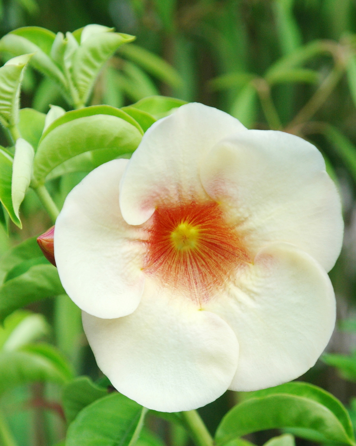 𝘈𝘭𝘭𝘢𝘮𝘢𝘯𝘥𝘢 ‘Sunset’ 晚霞紫蟬花