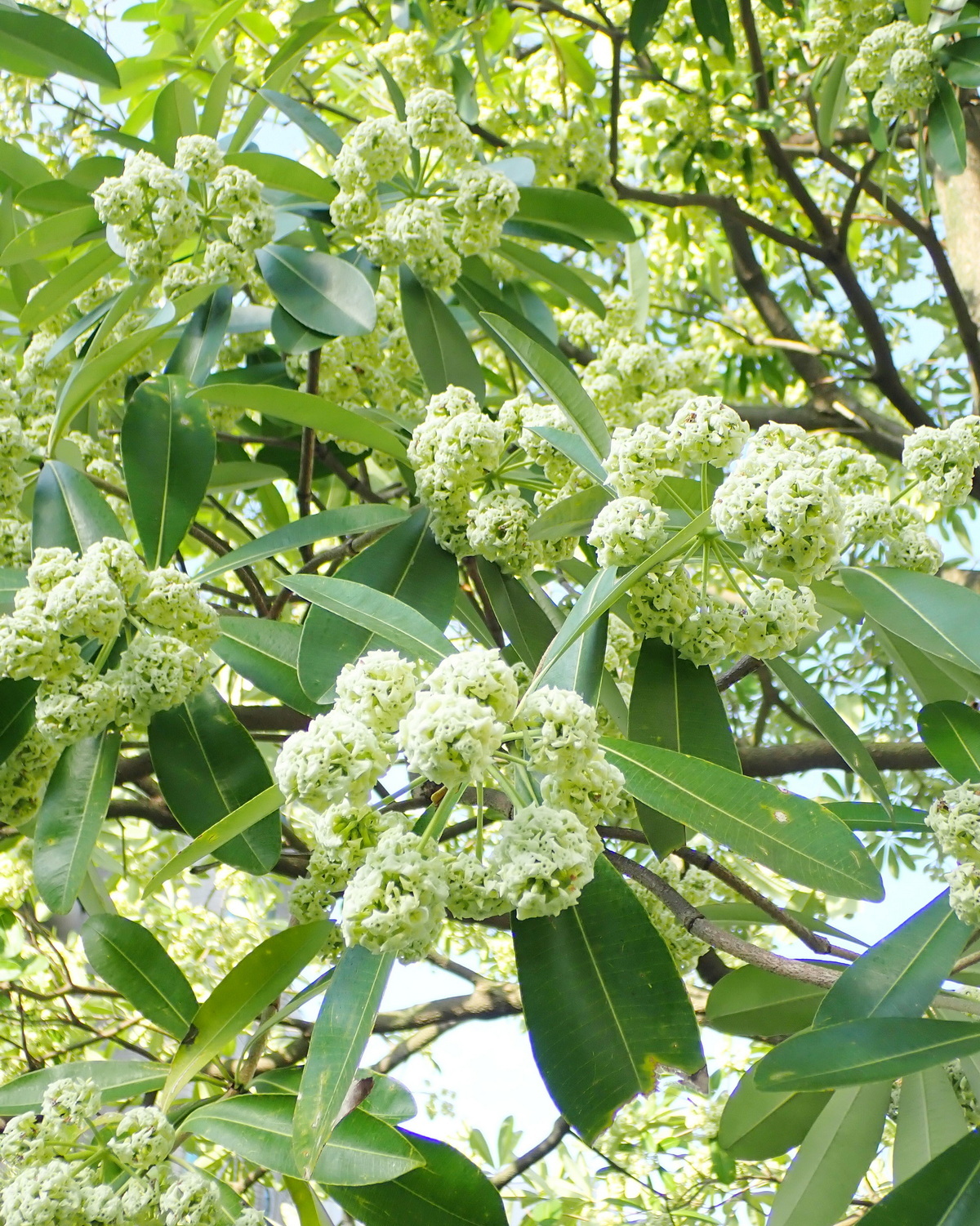 𝘈𝘭𝘴𝘵𝘰𝘯𝘪𝘢 𝘴𝘤𝘩𝘰𝘭𝘢𝘳𝘪𝘴 黑板樹