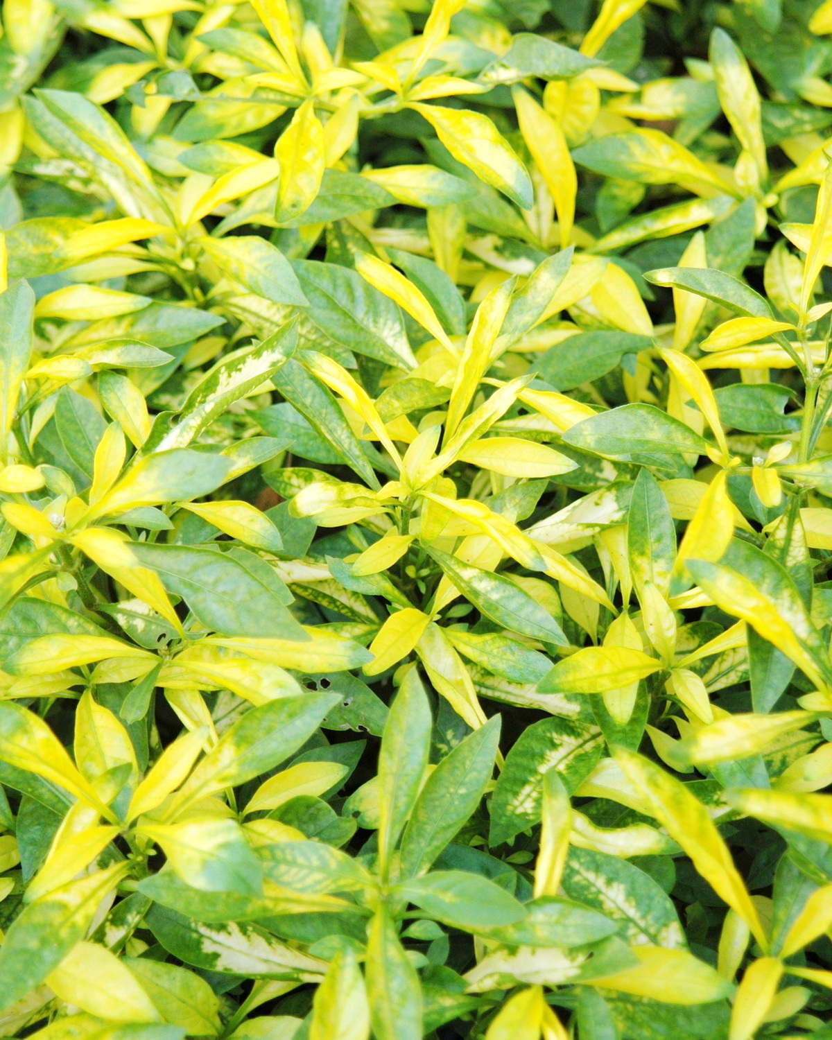 𝘈𝘭𝘵𝘦𝘳𝘯𝘢𝘯𝘵𝘩𝘦𝘳𝘢 𝘣𝘦𝘵𝘵𝘻𝘪𝘤𝘬𝘪𝘢𝘯𝘢 ‘Aurea’ 黃金莧