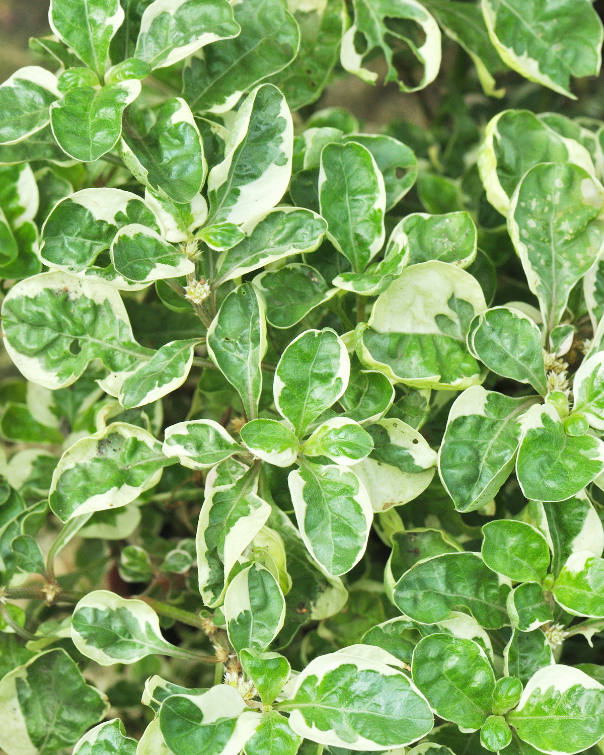 𝘈𝘭𝘵𝘦𝘳𝘯𝘢𝘯𝘵𝘩𝘦𝘳𝘢 𝘣𝘦𝘵𝘵𝘻𝘪𝘤𝘬𝘪𝘢𝘯𝘢 ‘Snowball’ 雪球莧