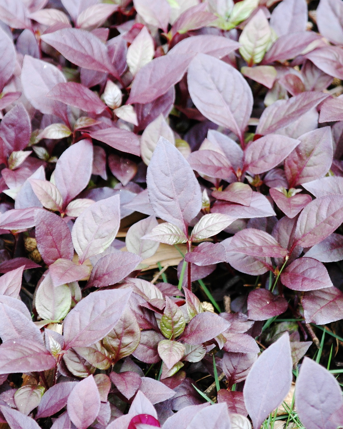 𝘈𝘭𝘵𝘦𝘳𝘯𝘢𝘯𝘵𝘩𝘦𝘳𝘢 𝘣𝘳𝘢𝘴𝘪𝘭𝘪𝘢𝘯𝘢 巴西蓮子草