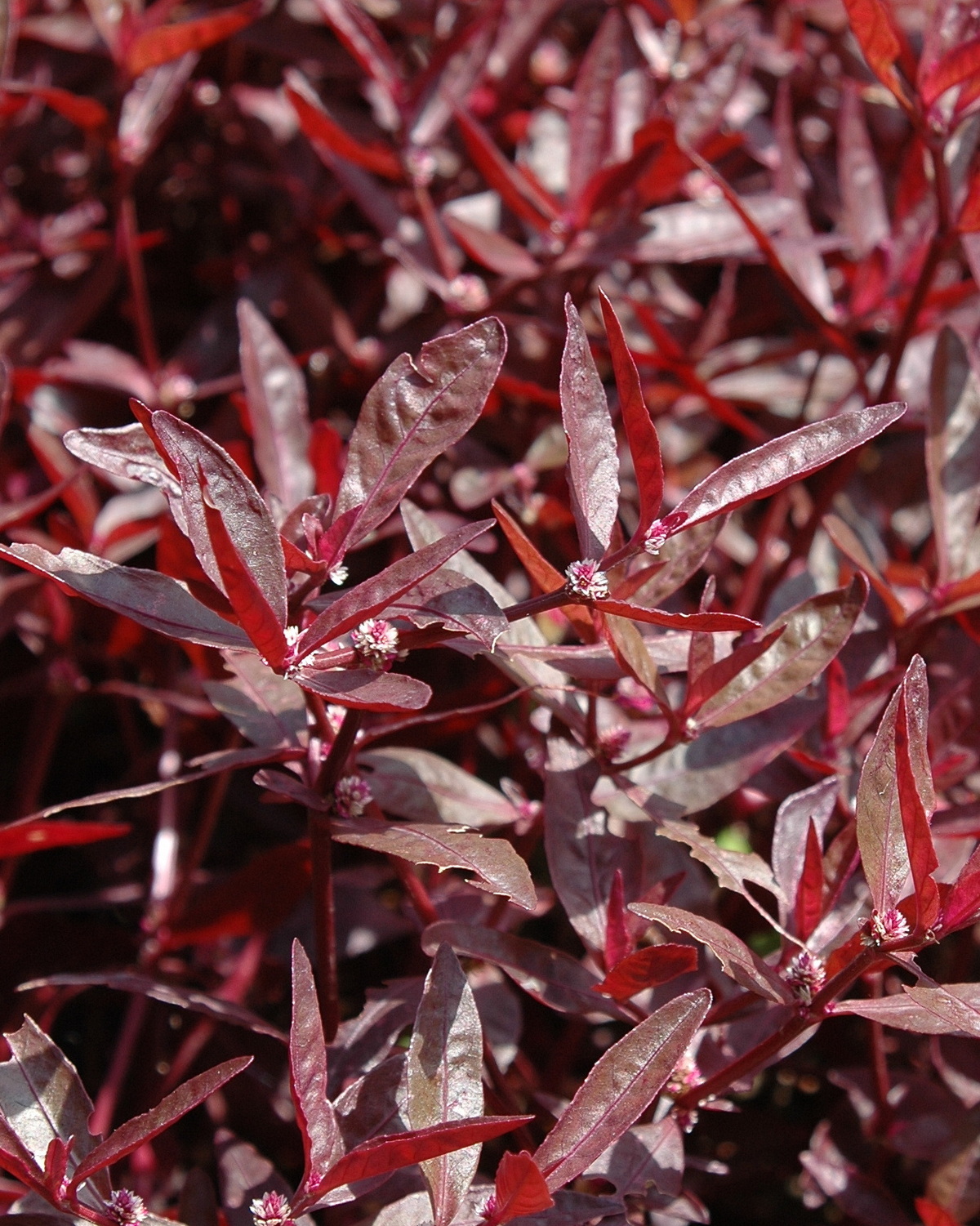 𝘈𝘭𝘵𝘦𝘳𝘯𝘢𝘯𝘵𝘩𝘦𝘳𝘢 𝘴𝘦𝘴𝘴𝘪𝘭𝘪𝘴 ‘𝘙𝘦𝘥’ 紅田烏