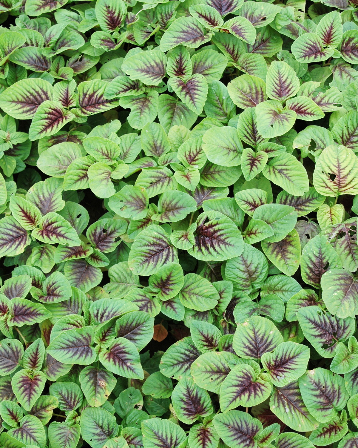 𝘈𝘮𝘢𝘳𝘢𝘯𝘵𝘩𝘶𝘴 𝘵𝘳𝘪𝘤𝘰𝘭𝘰𝘳 莧