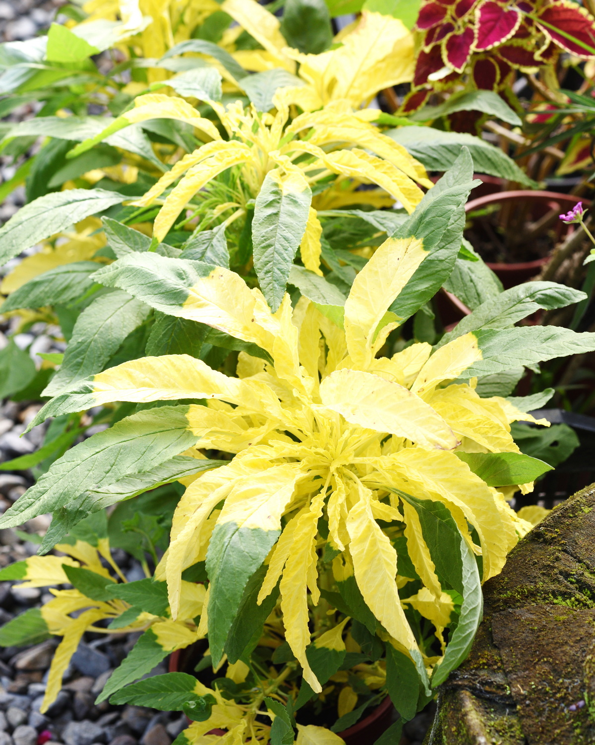 𝘈𝘮𝘢𝘳𝘢𝘯𝘵𝘩𝘶𝘴 𝘵𝘳𝘪𝘤𝘰𝘭𝘰𝘳 ‘Aurora’ 黃雁來紅