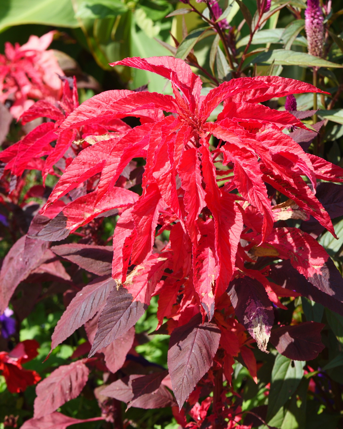 𝘈𝘮𝘢𝘳𝘢𝘯𝘵𝘩𝘶𝘴 𝘵𝘳𝘪𝘤𝘰𝘭𝘰𝘳 ‘Early Splendor’ 紅雁來紅